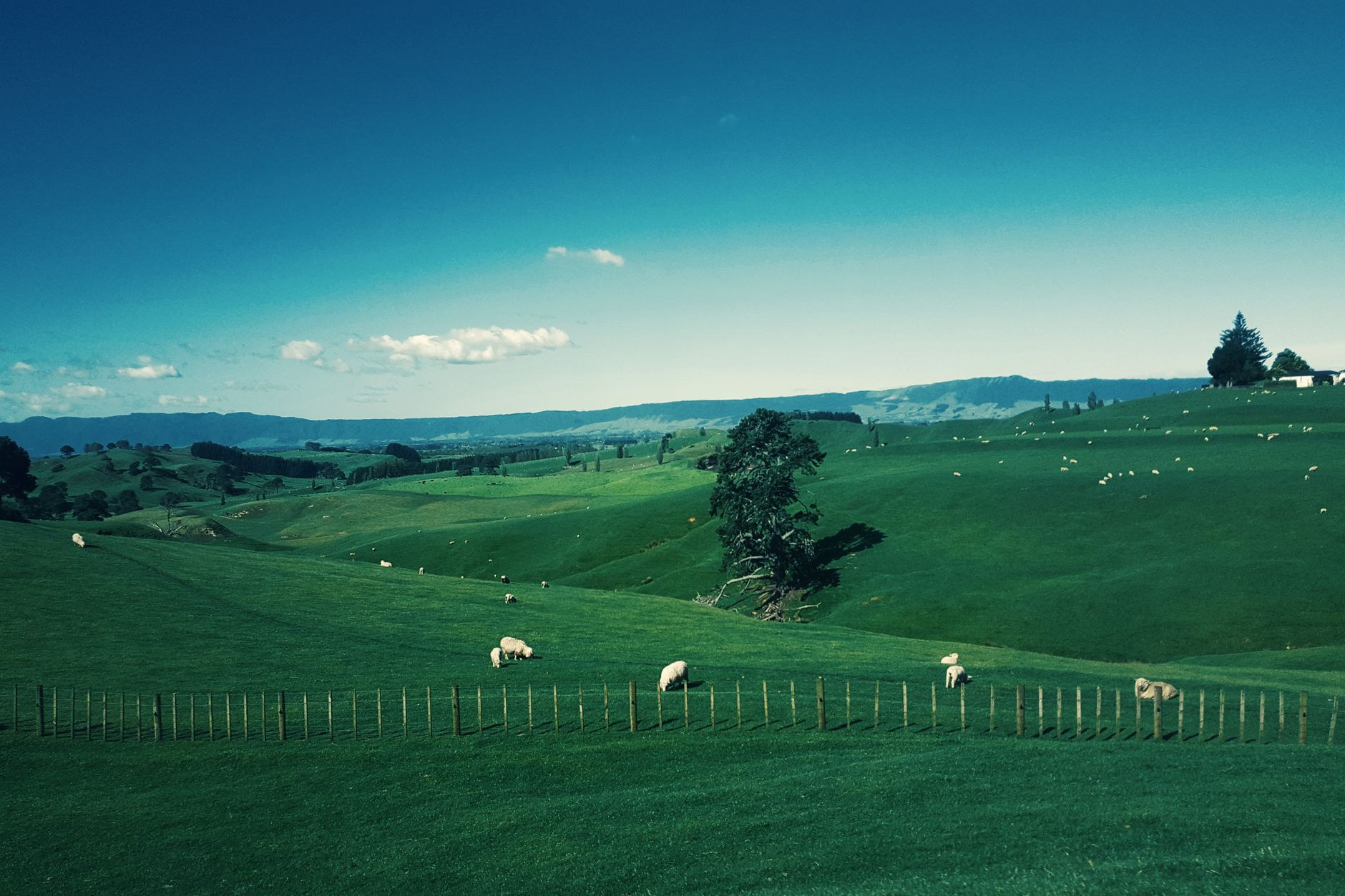 Vibrant emerald pasture hills typical of rural New Zealand