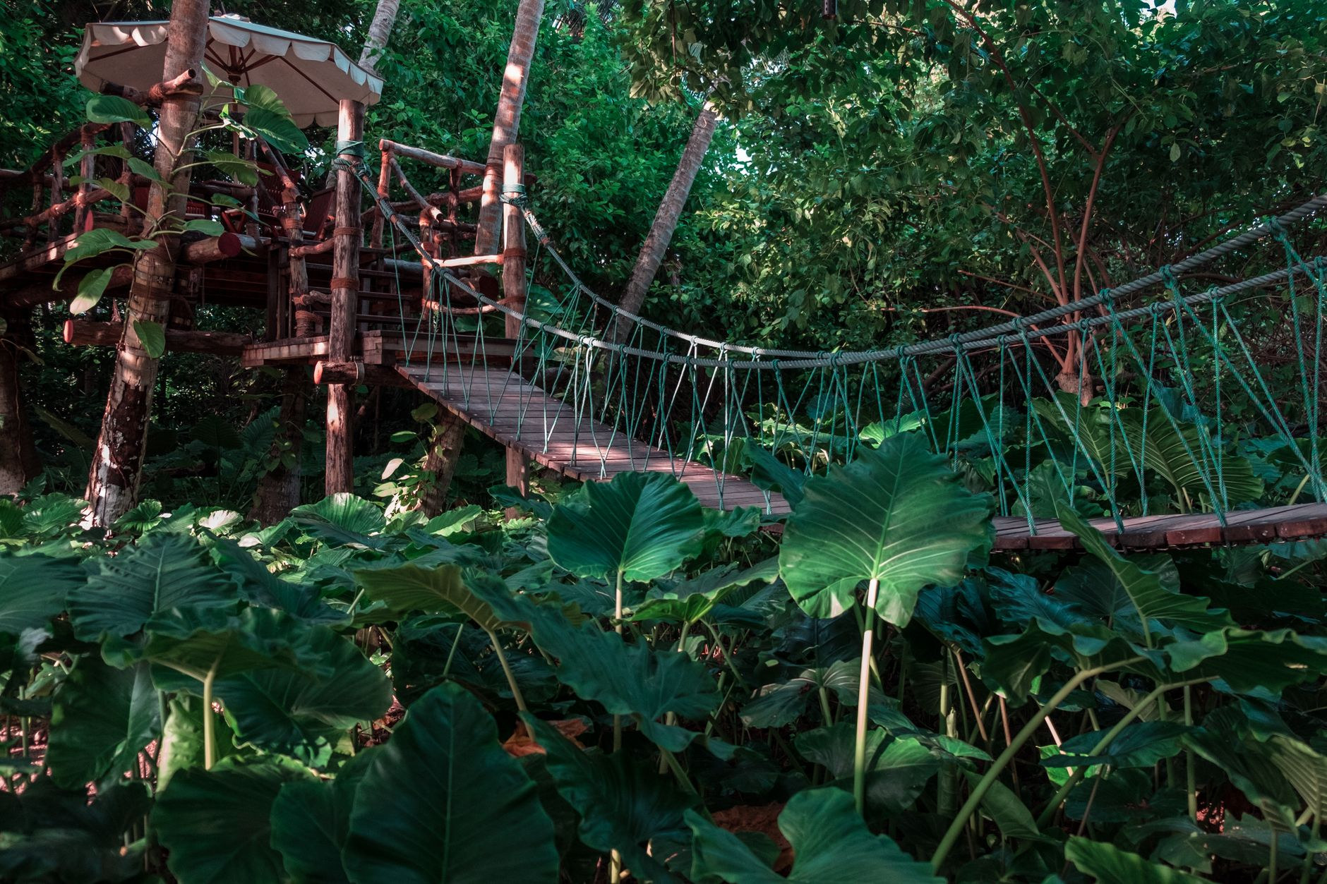 A long suspended wooden rope bridge hanging high in the lush tropical rainforest canopy