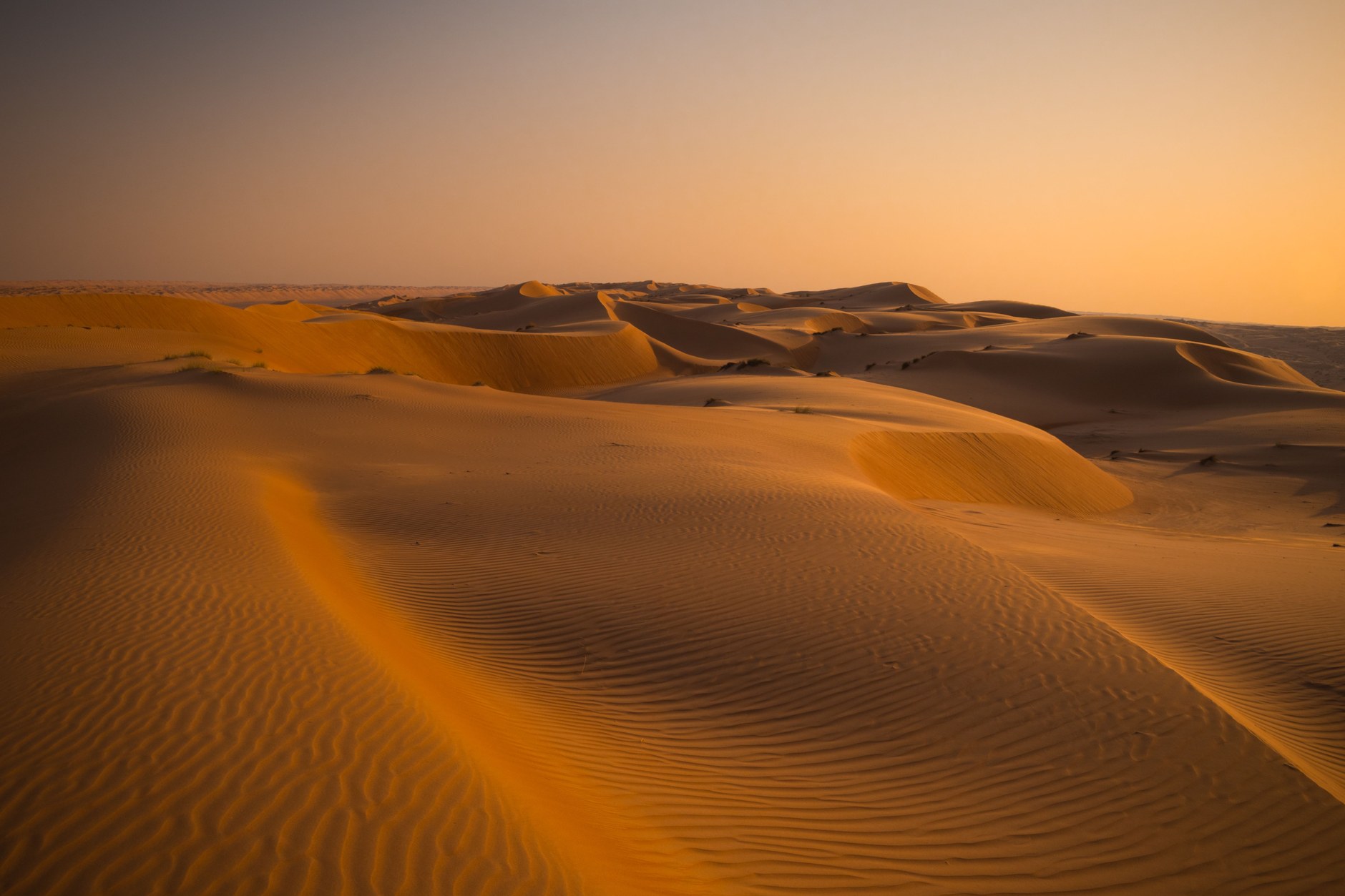 Vast golden sand dunes of Wahiba Sands desert rippling under afternoon sunlight