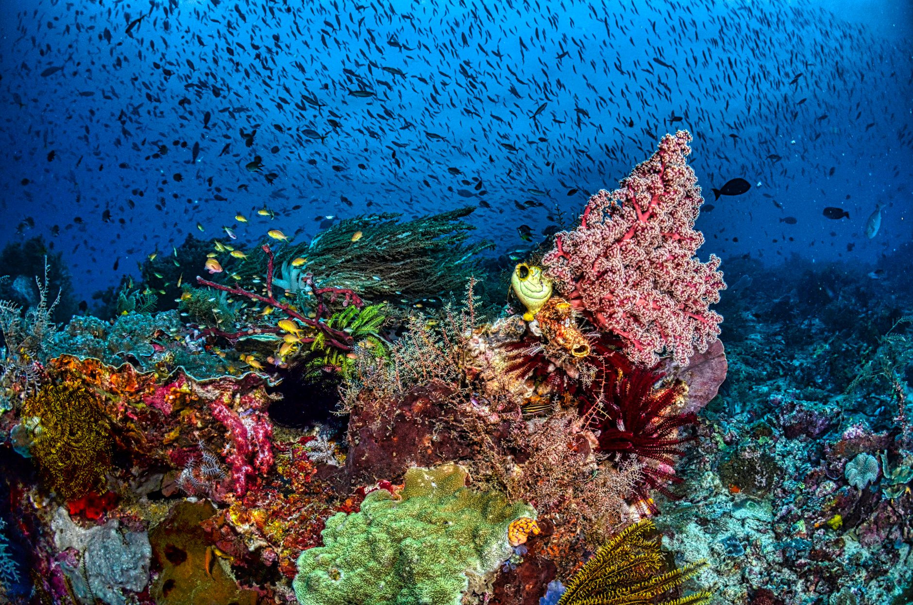 Vast pristine coral barrier reef teeming with tropical fish and marine biodiversity in the Bismarck Sea