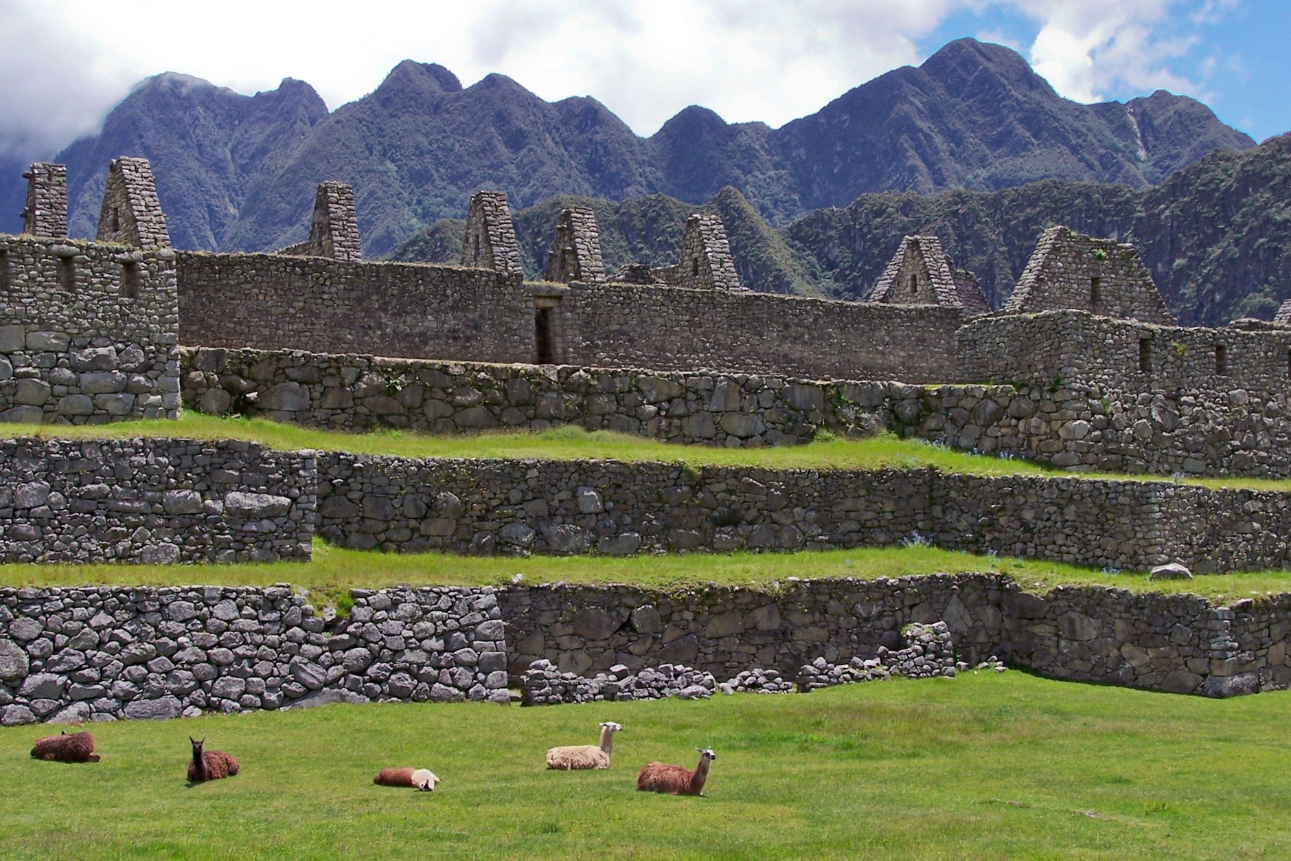 Llamas grazing on the agricultural stone terraces overlooking the ancient citadel of Machu Picchu