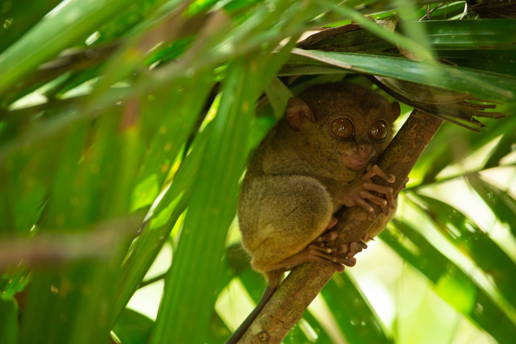 A Philippine tarsier in Bohol