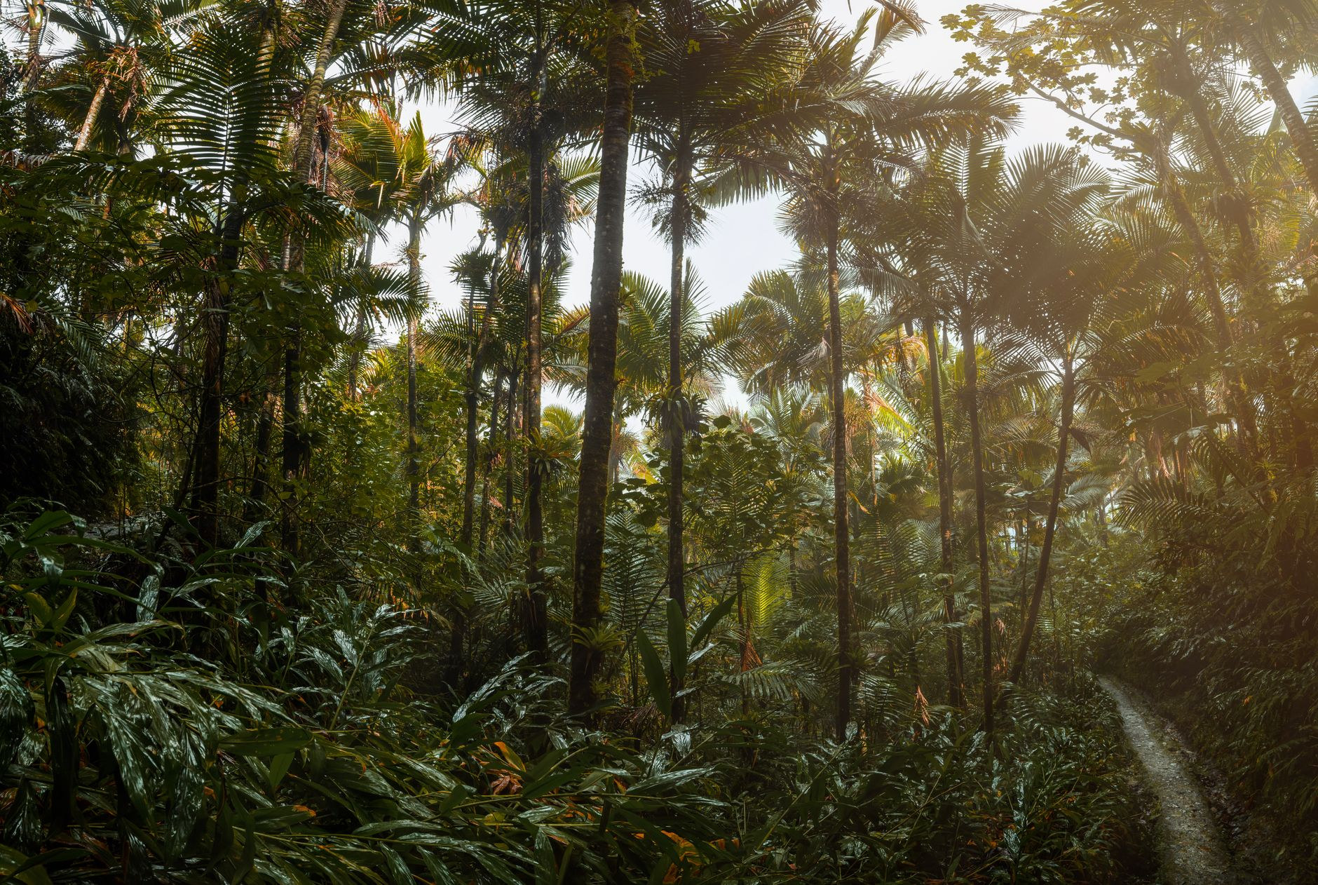 Dense tropical rainforest canopy with giant tree ferns and bamboo groves in the Luquillo Mountains