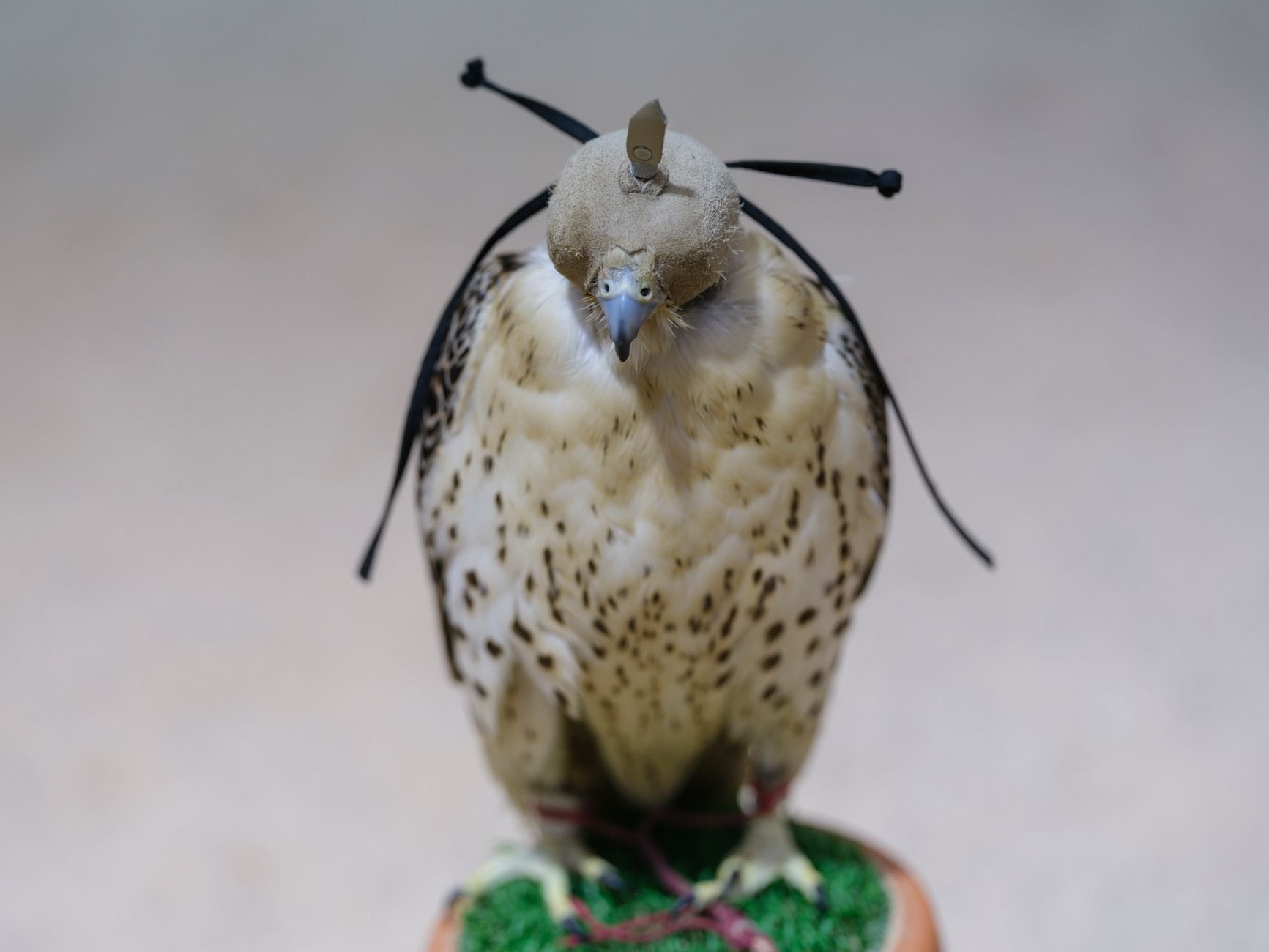 Hooded hunting falcon perched calmly on a sand-covered wooden perch inside a specialized shop in Doha's Falcon Souq