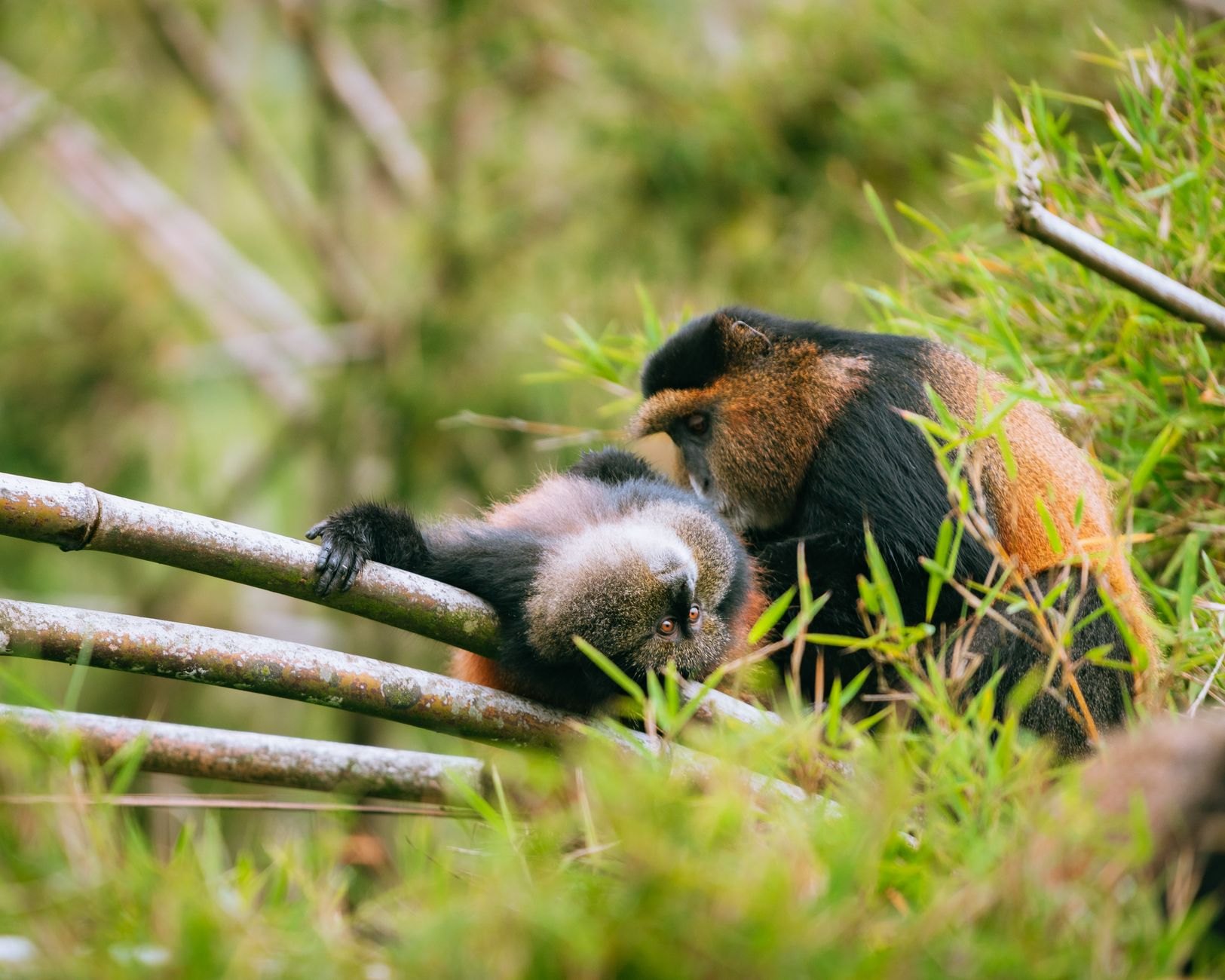 Rare golden monkey with bright orange-gold fur leaping between vertical green bamboo shoots in the mountain forest