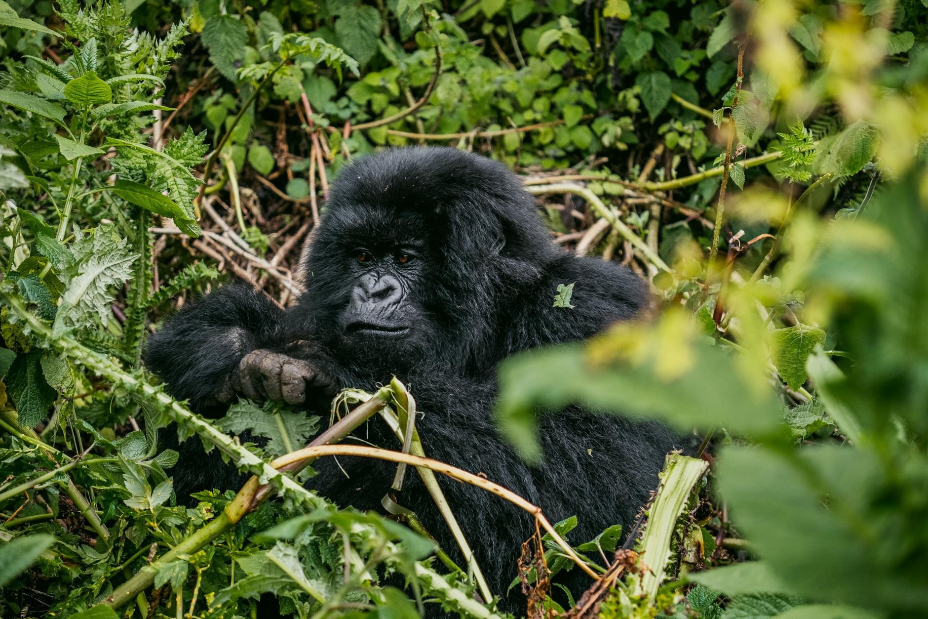 Wild silverback mountain gorilla sitting peacefully among dense green bamboo stalks in the Virunga rainforest