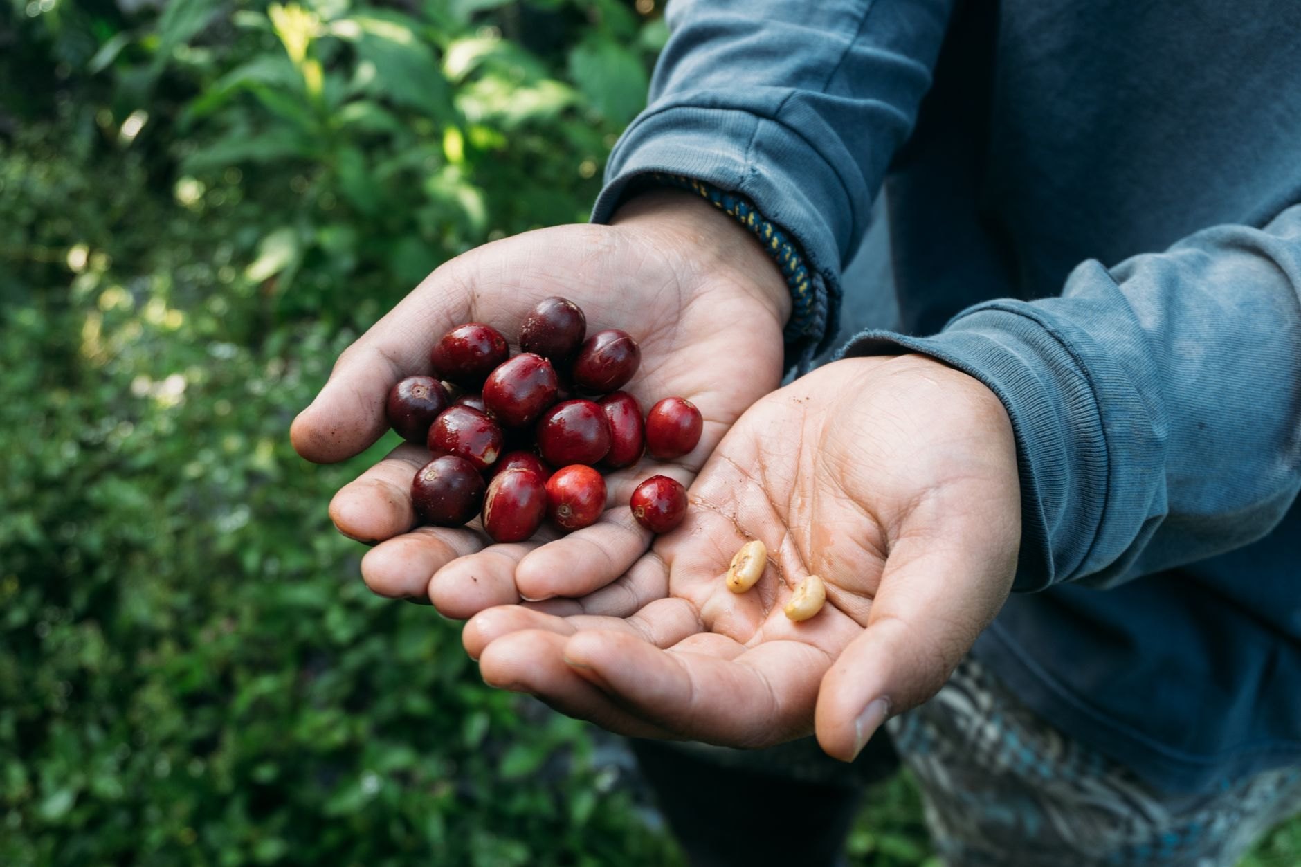 Red ripe coffee cherries hanging from green coffee trees overlooking terraced tropical hillsides above Lake Kivu