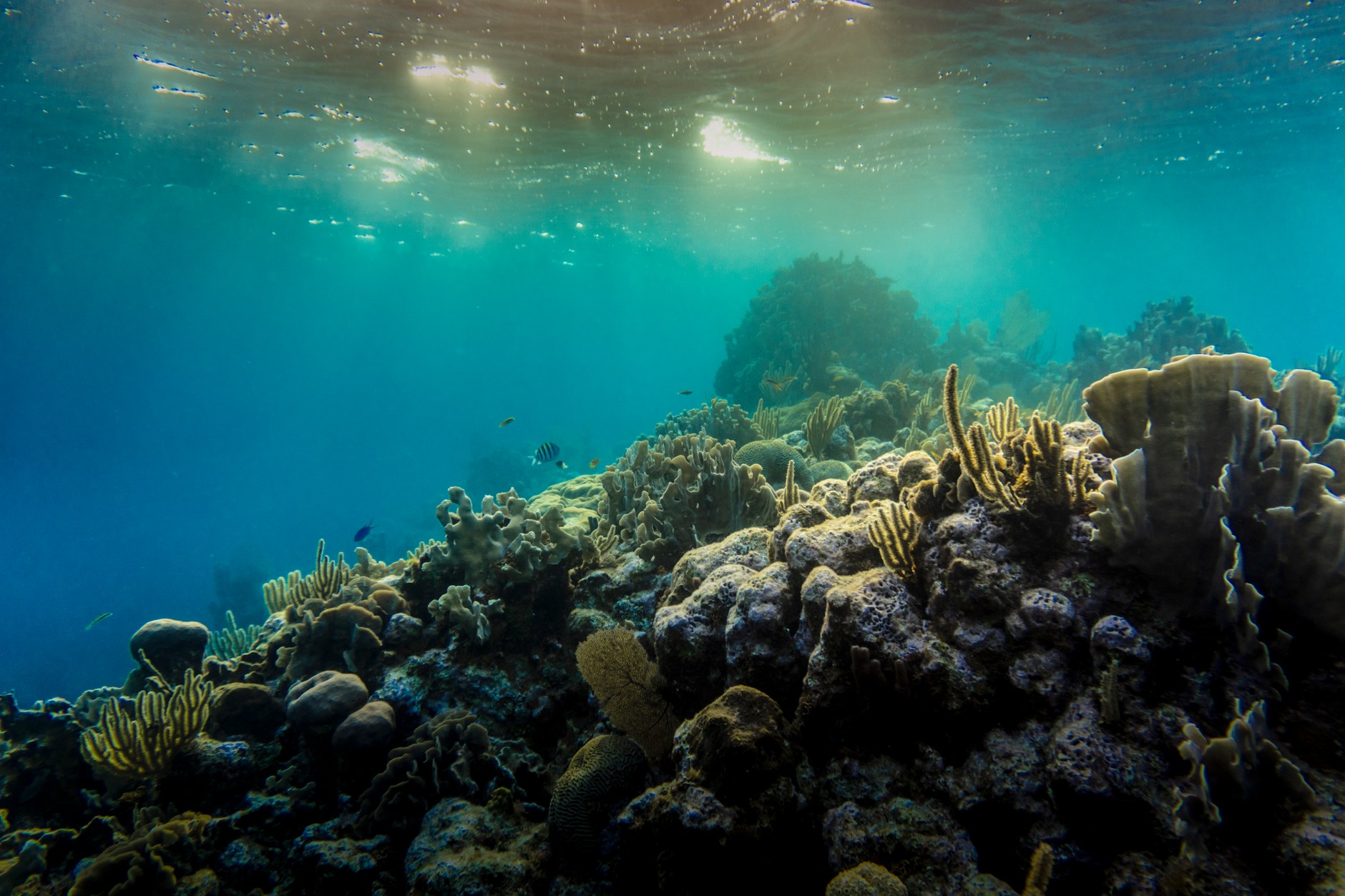 Coral reef structure with marine life and sea fans beneath clear Caribbean waters