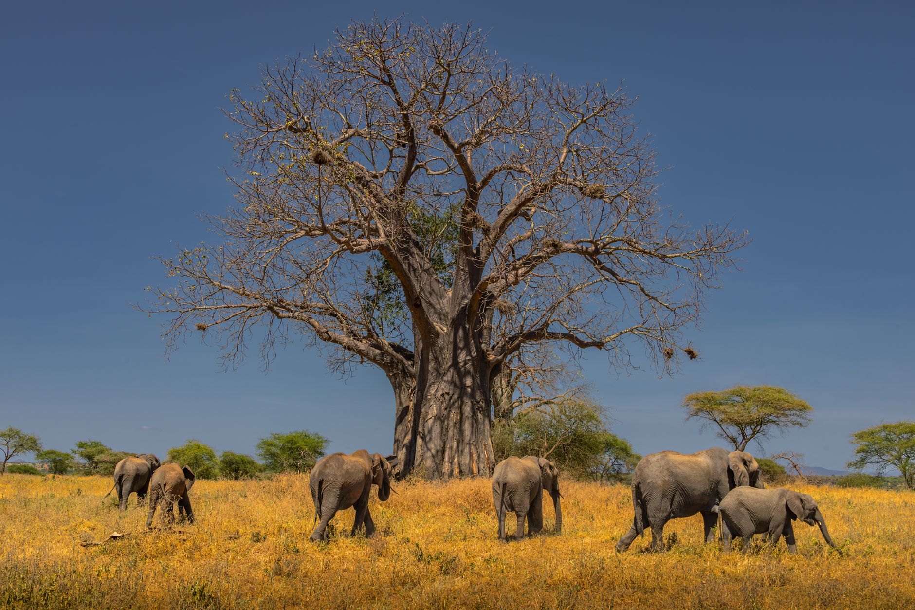 Massive ancient baobab tree with thick swollen trunk standing prominently against the open Sahelian horizon