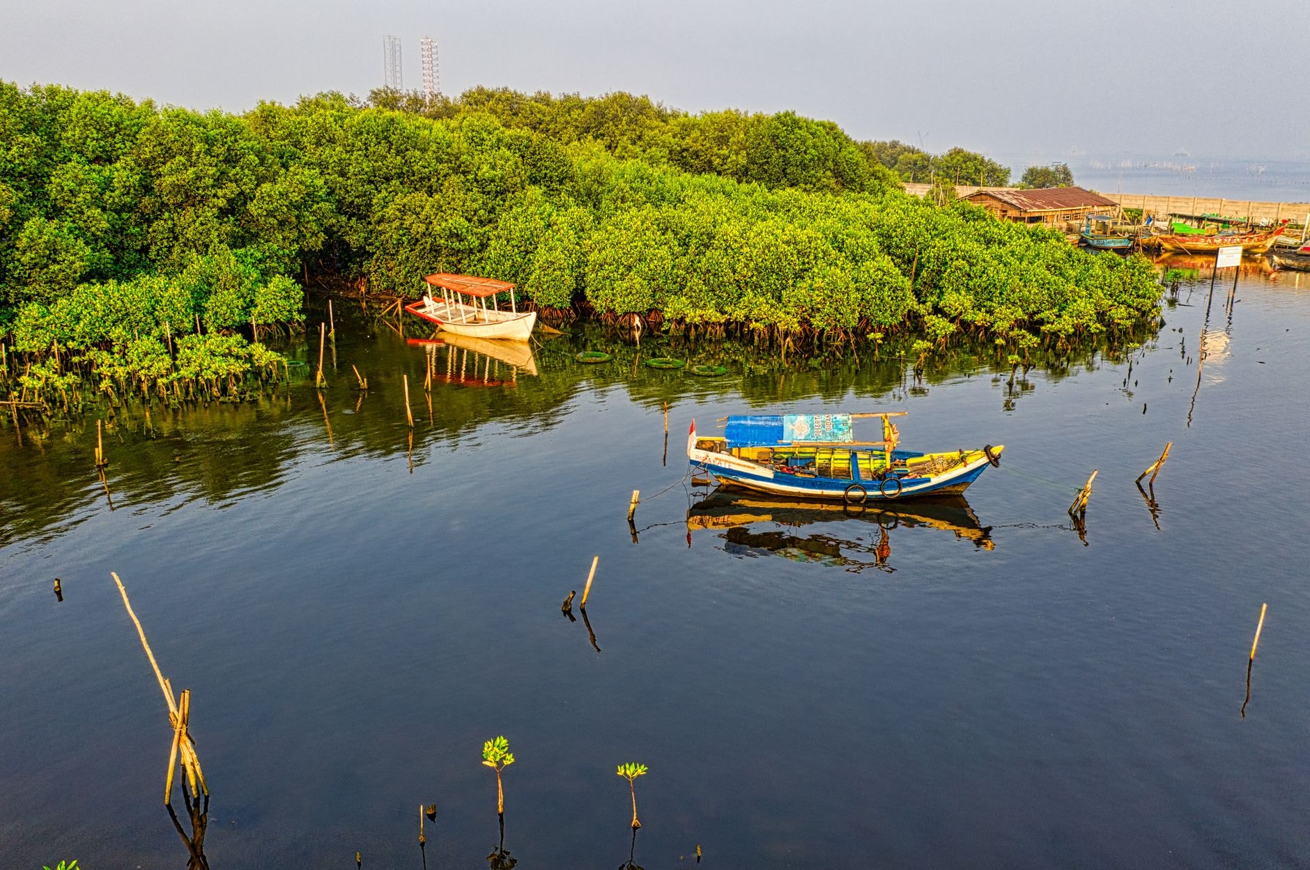 Tranquil mangrove channels fringed by dense green stilt roots reflected in the calm waters of the Sine-Saloum Delta