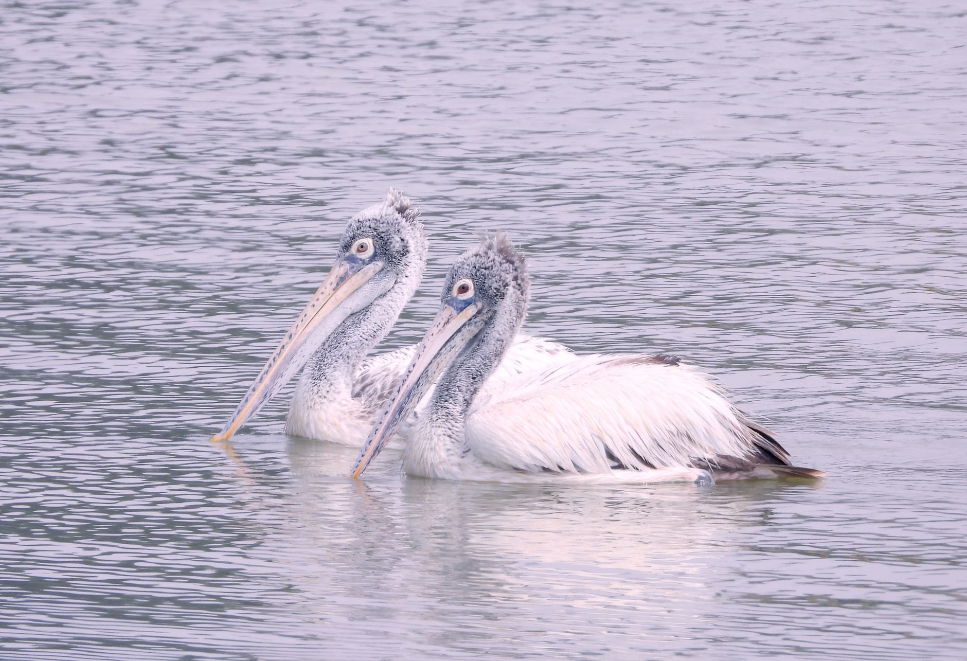 Flocks of white pelicans and aquatic waders gathering on a sandy spit in the tranquil waters of the Somone estuary