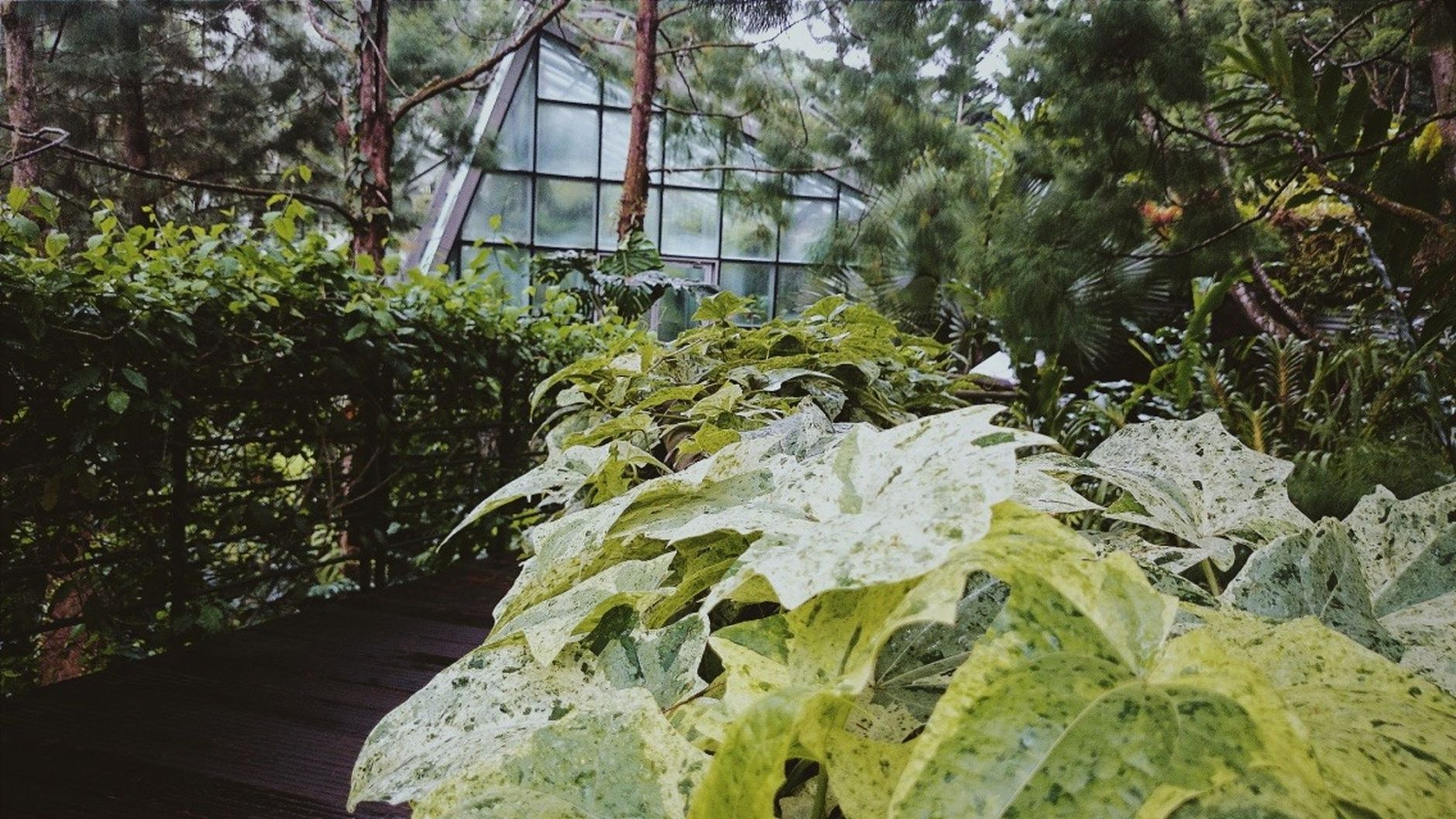 Lush tropical flora and serene lake in Singapore Botanic Gardens