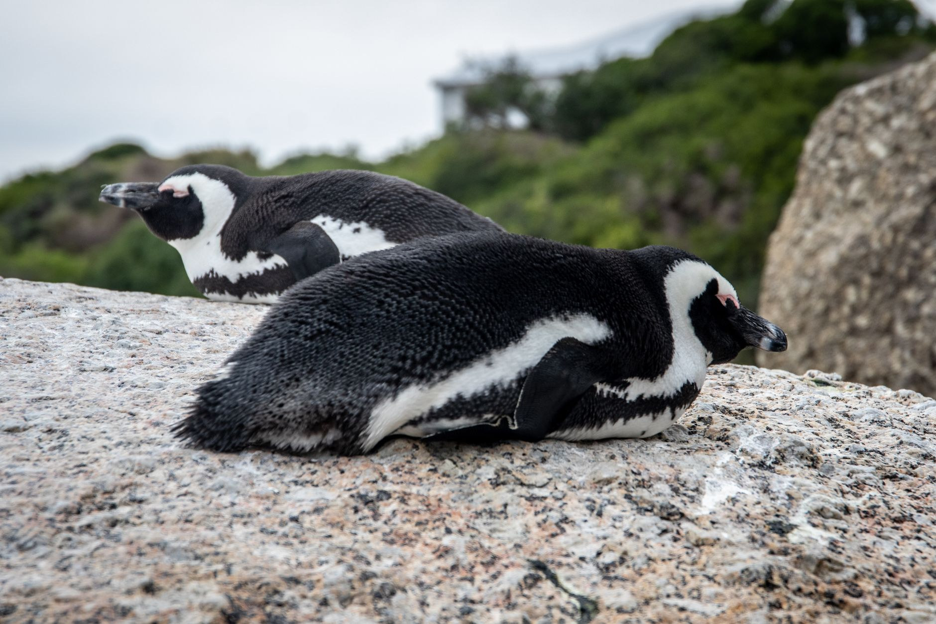 Colony of African penguins on granite boulders at Boulders Beach