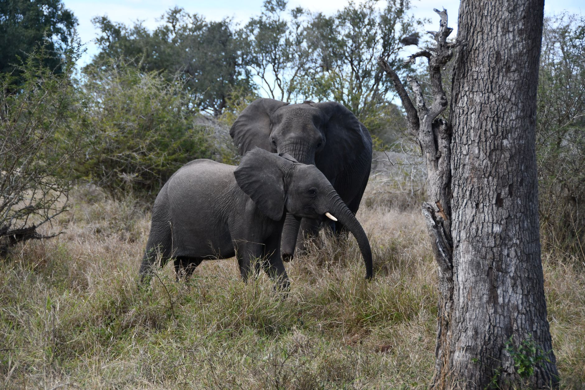 Herd of wild elephants crossing open African savannah