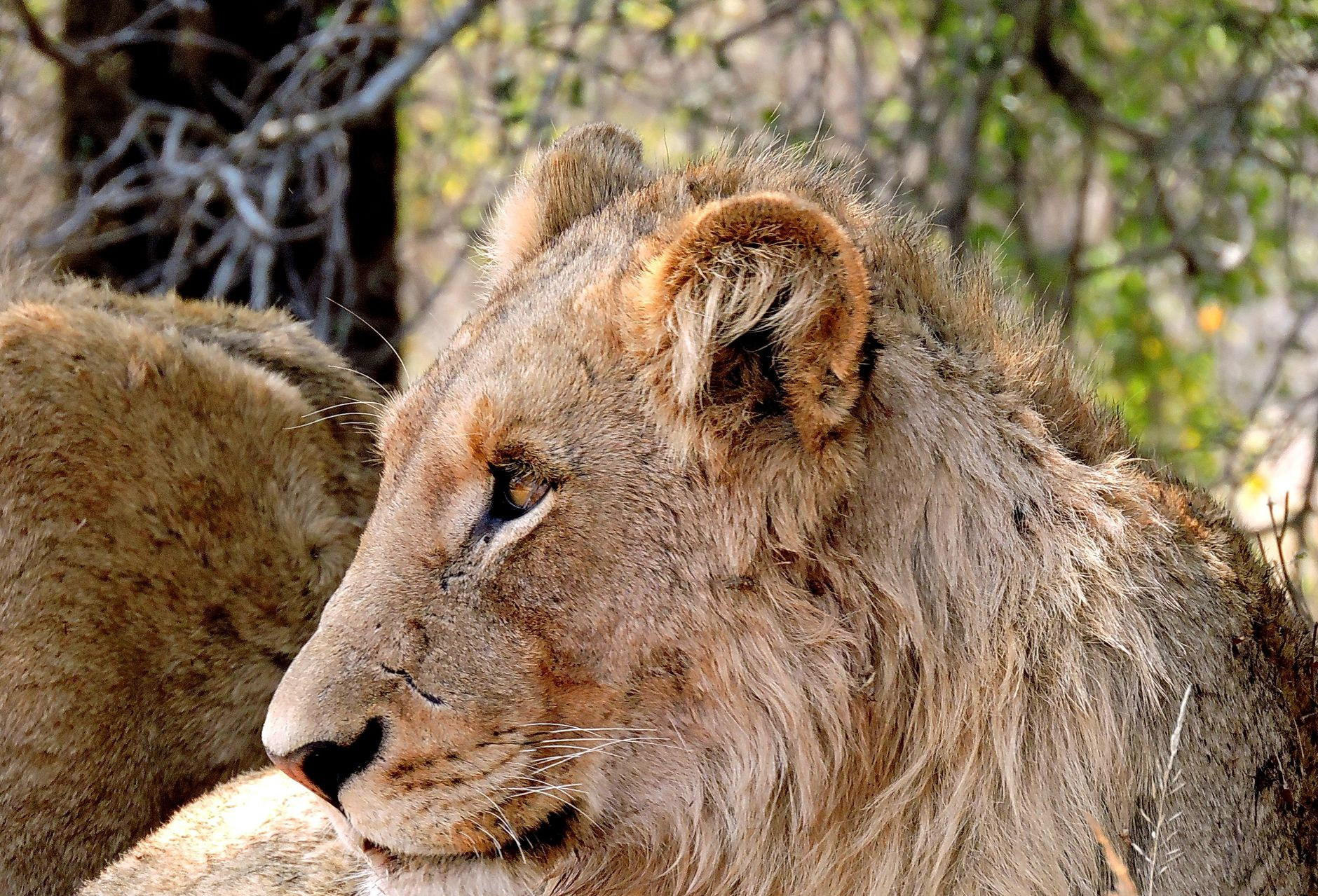 Male lion resting in golden savannah grass in Kruger National Park