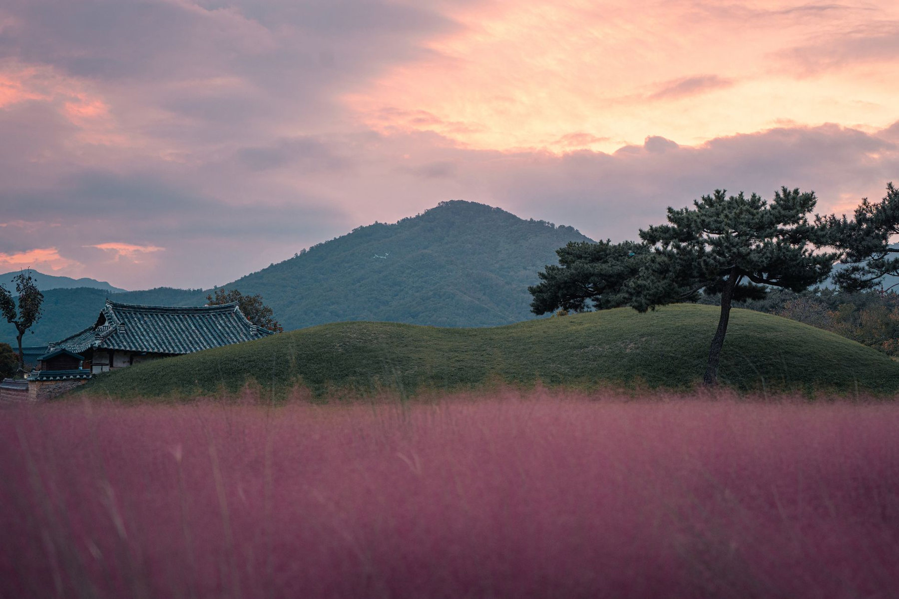 Pink muhly grass and hills at sunset in Gyeongju