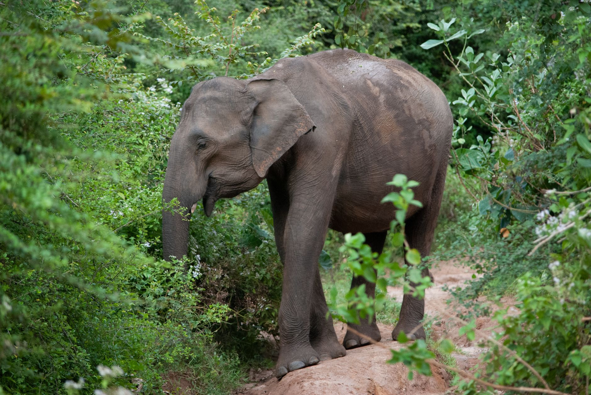Wild Asian elephants grazing in Sri Lankan national park