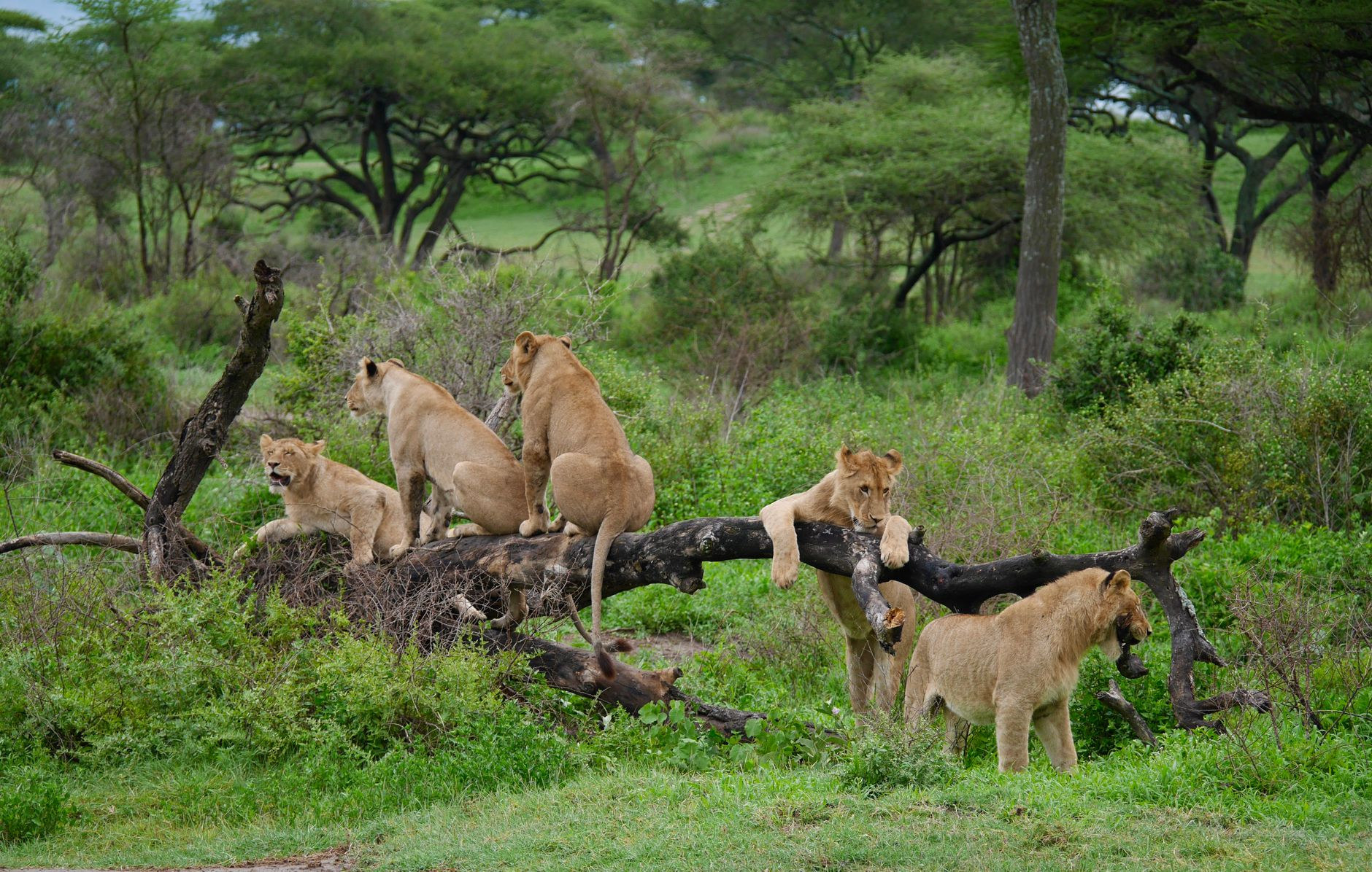 Pride of lions relaxing in the shade of an acacia in Serengeti