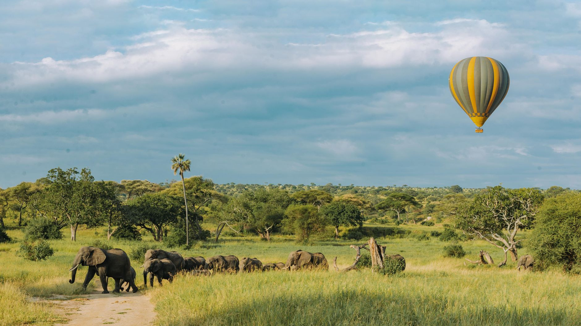 Massive ancient baobab tree towering over Tarangire landscape