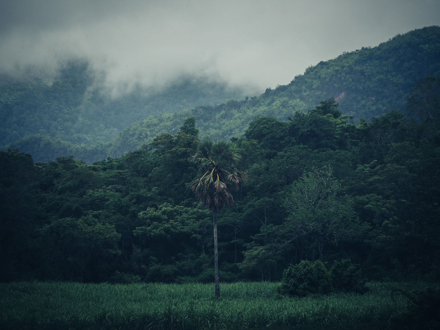 Dense steep tropical rainforest slopes draped in morning mist across the rugged Kigezi highlands in Uganda