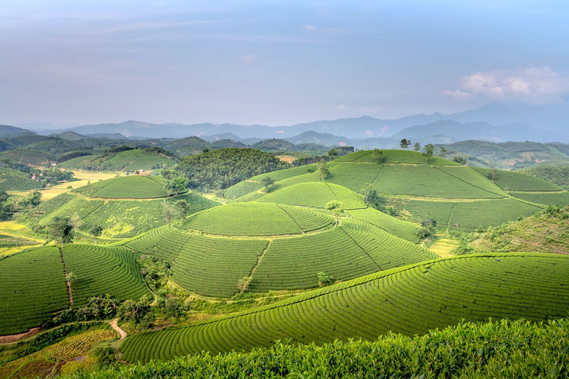 Endless rolling emerald-green hills sculpted into neat tea plantations under soft mountain skies near Fort Portal