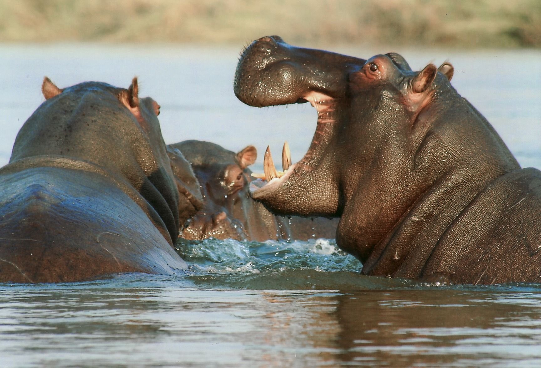 Pod of large hippopotamuses partially submerged in the muddy waters of Kazinga Channel with water birds on the bank