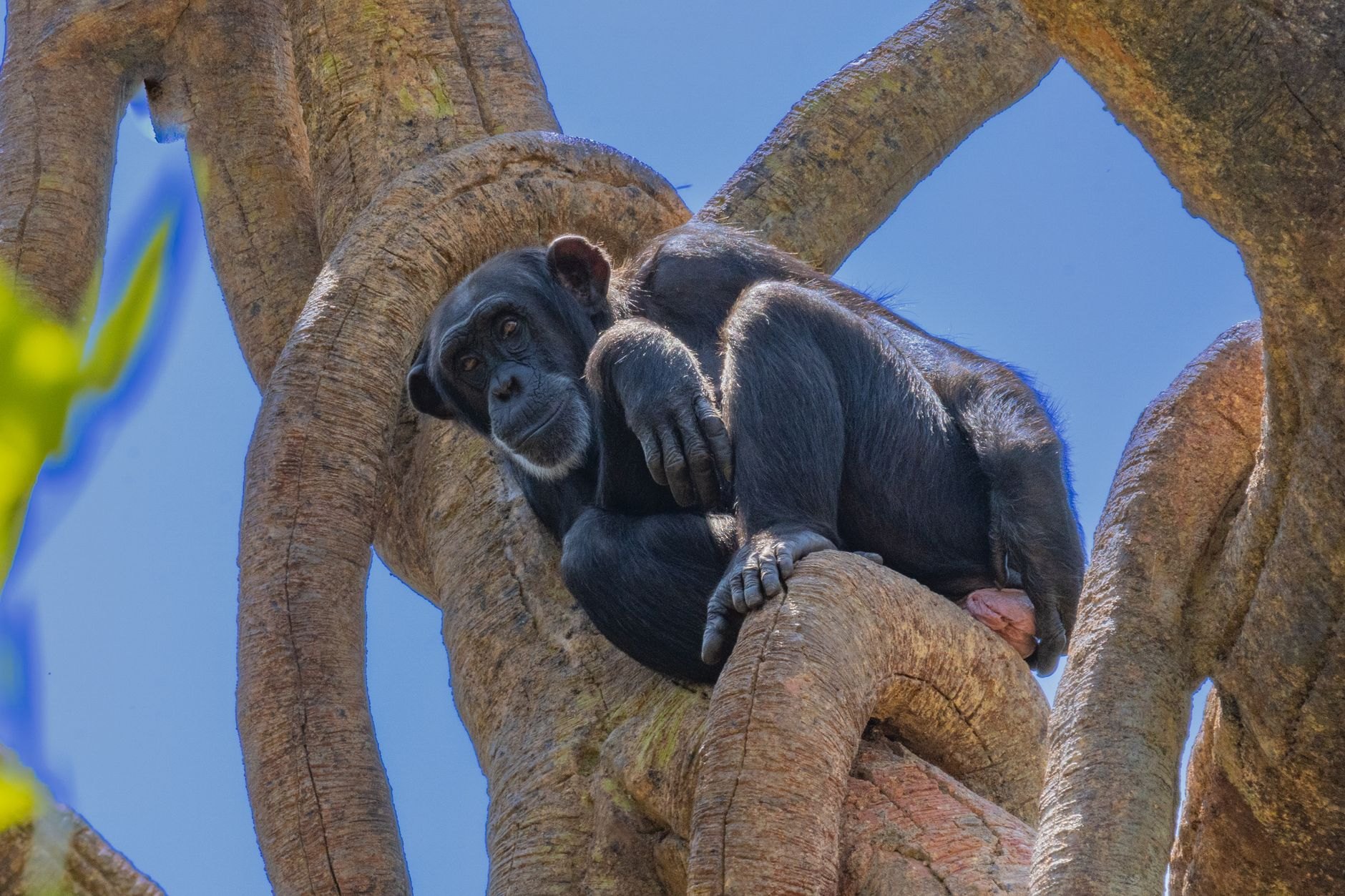 Wild chimpanzee resting on a thick horizontal mossy tree branch high in the lush canopy of Kibale Forest