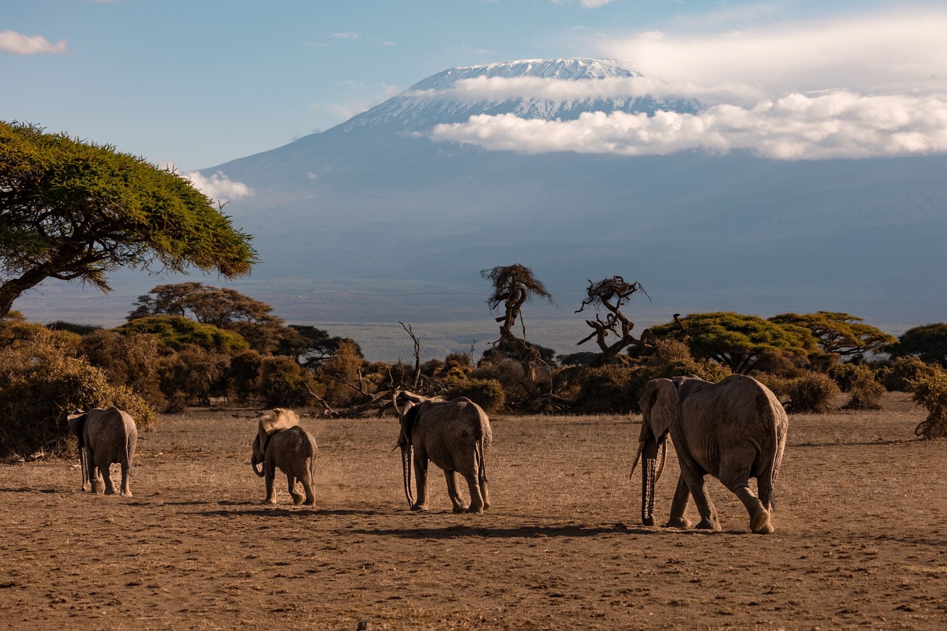 Herd of African bush elephants grazing among golden grasses and umbrella acacia trees in Queen Elizabeth National Park