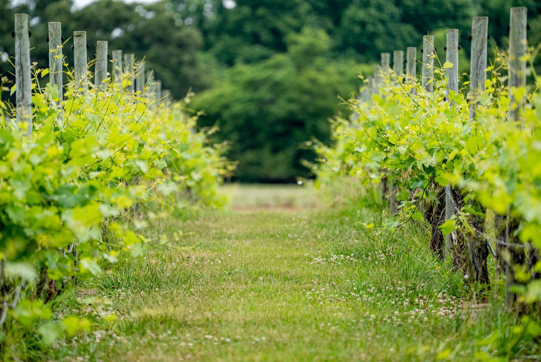 Neat rows of lush green grapevines stretching across gentle rolling hills under open blue skies at an Uruguayan winery