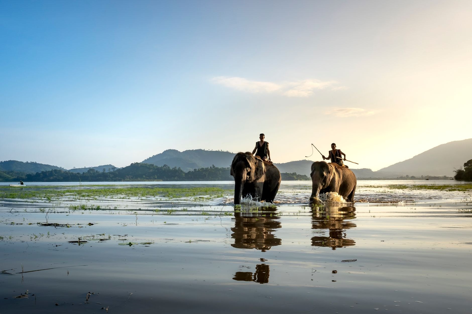 Herd of African elephants wading through a shallow sandy bend of the Luangwa River lined with wild figs