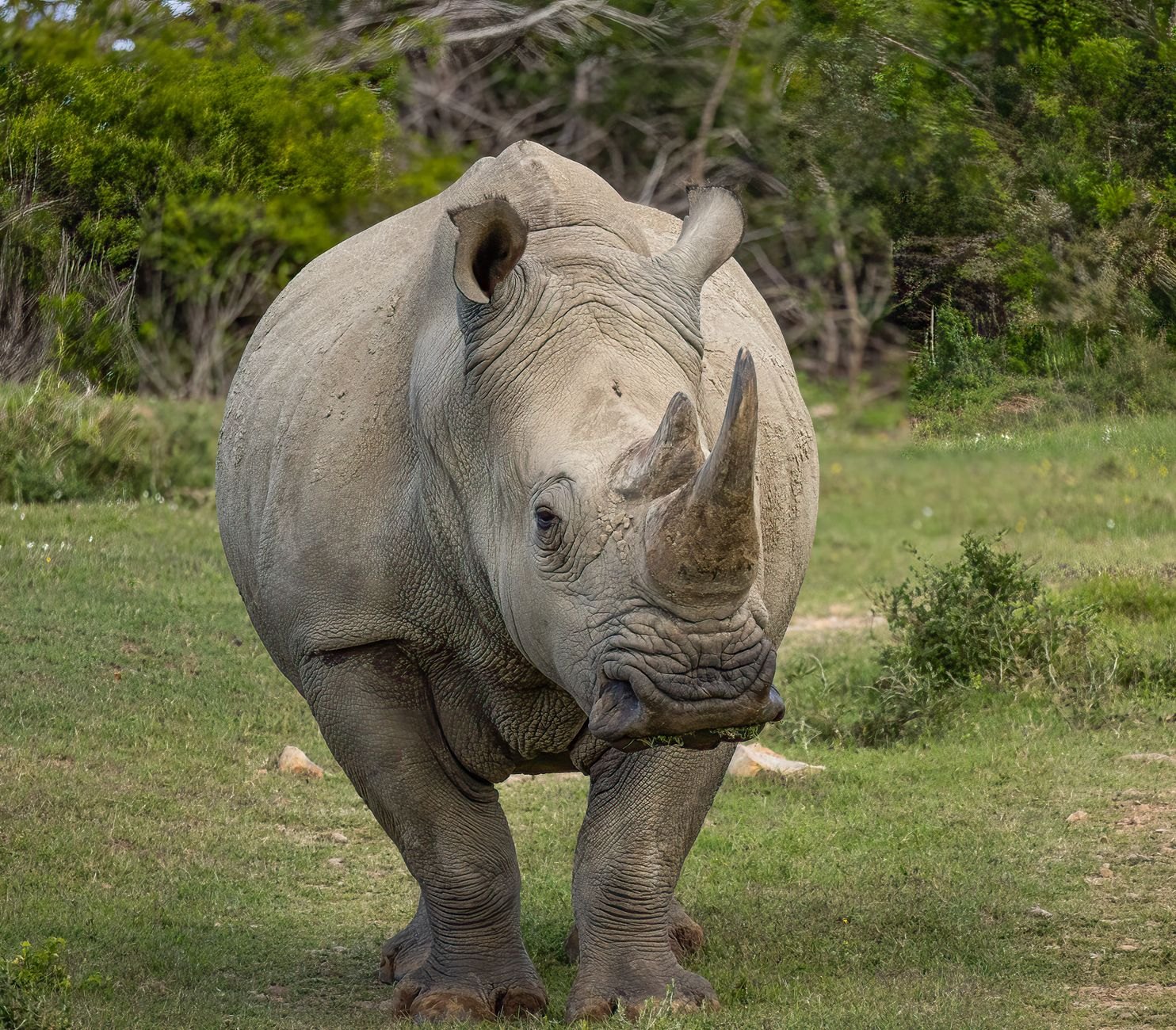 Two massive white rhinoceroses grazing quietly in tall golden savannah grass under armed scout supervision