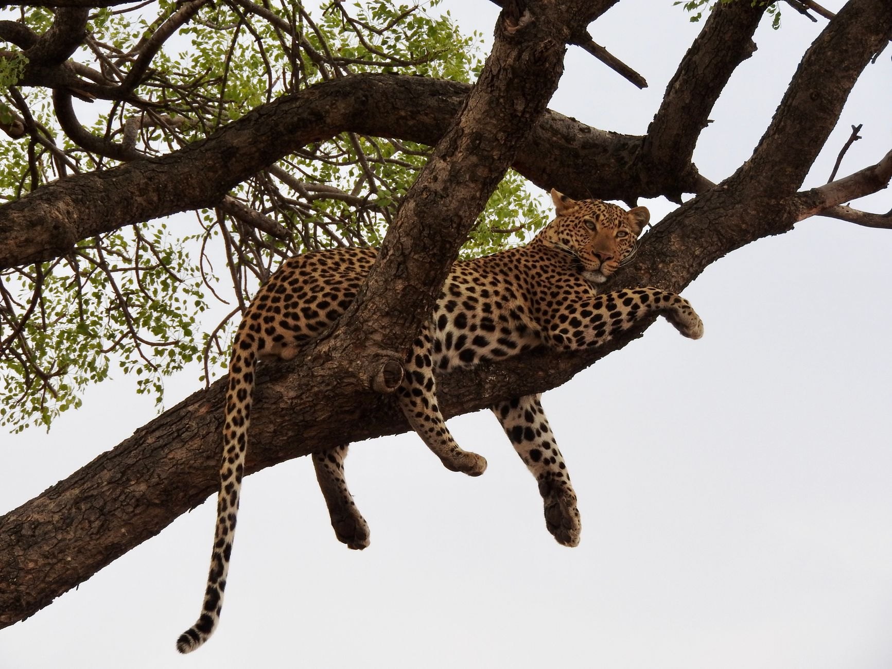 Majestic African leopard lounging along a thick horizontal leadwood branch with golden eyes scanning the grass below
