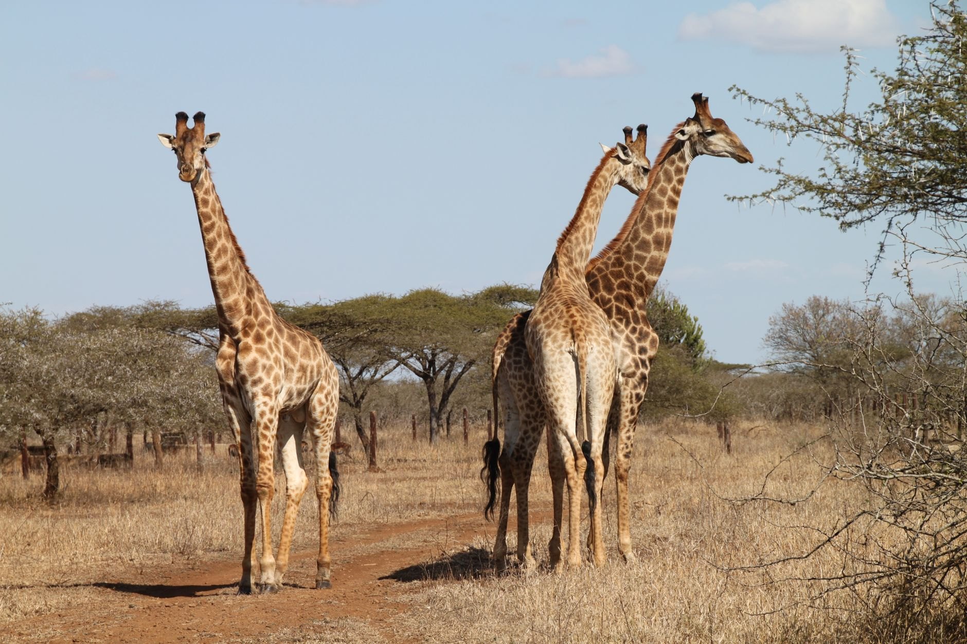 Tall Thornicroft giraffe browsing tender leaves among thorny acacia canopies under bright sunshine in Luangwa Valley