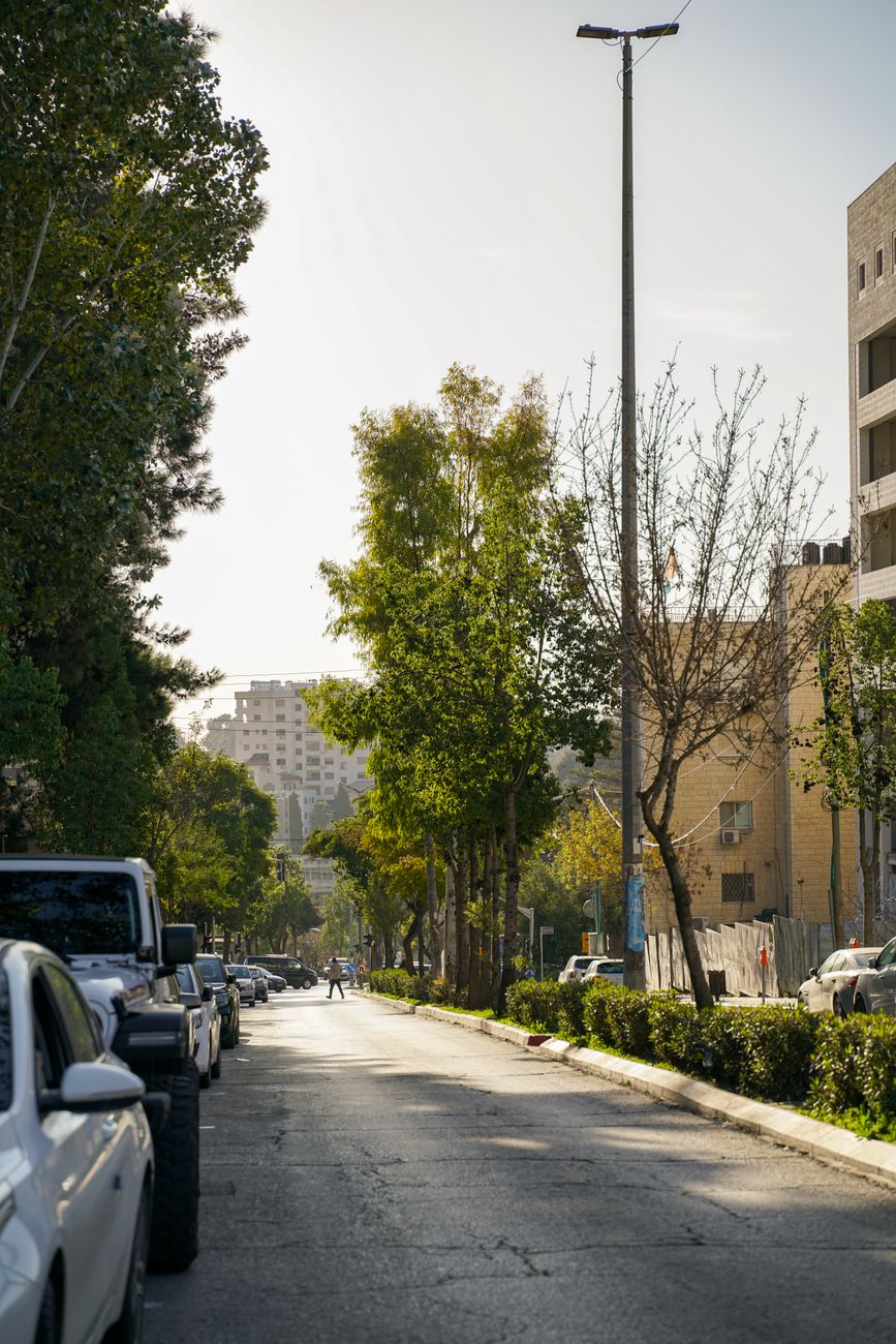 Tree-lined urban avenue and contemporary apartment blocks in the commercial district of Ramallah