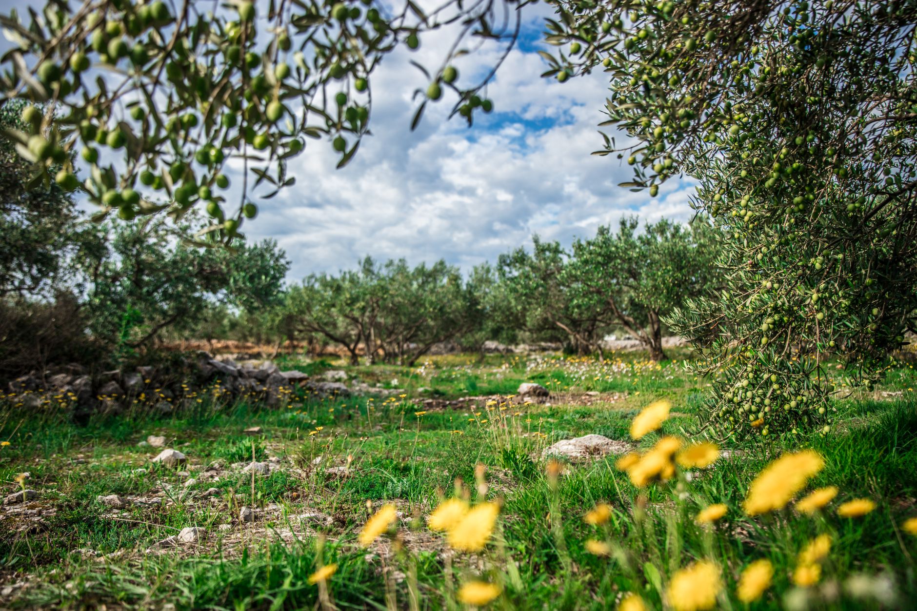 Centuries-old gnarled olive trees growing across the terraced limestone hillsides of the West Bank