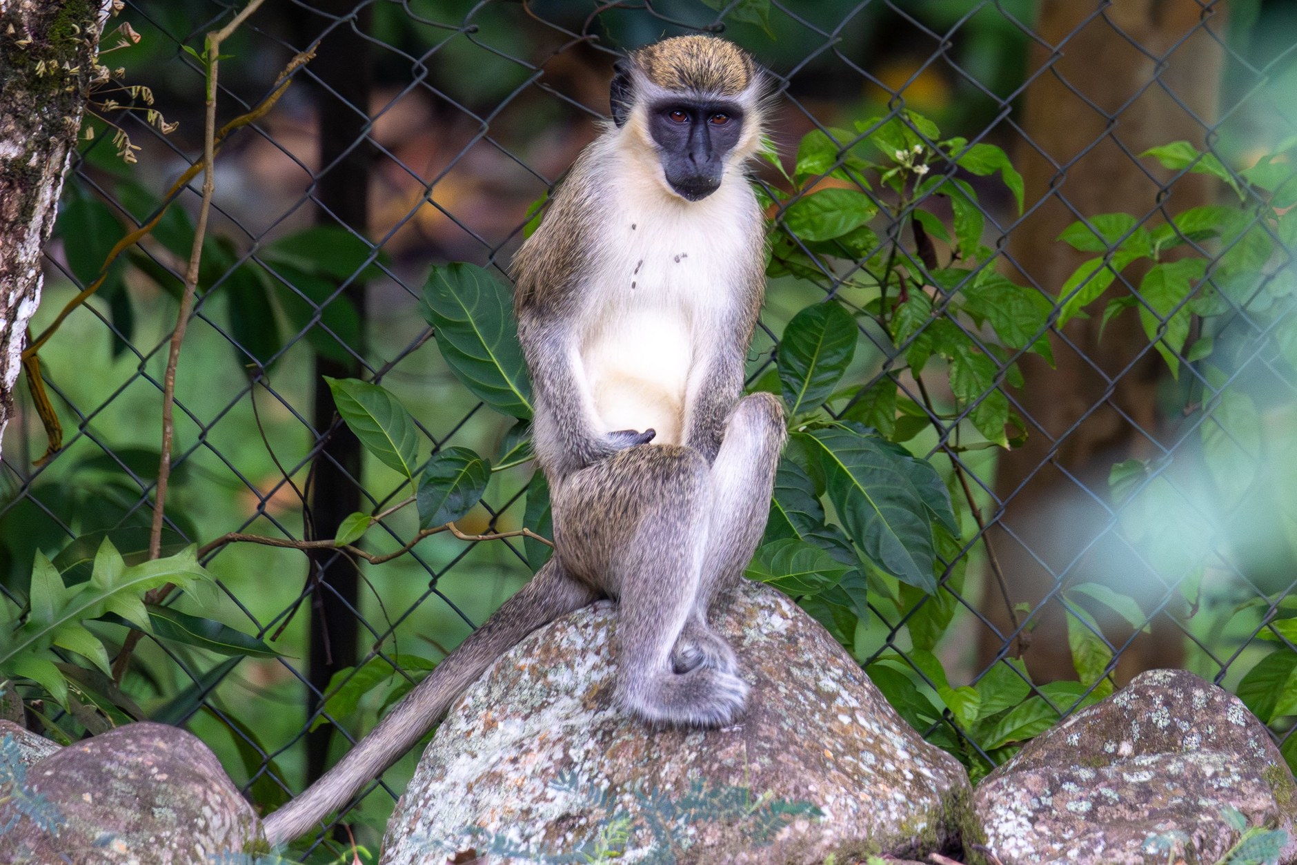 A wild green vervet monkey resting on rocks in the tropical forests of Saint Kitts and Nevis