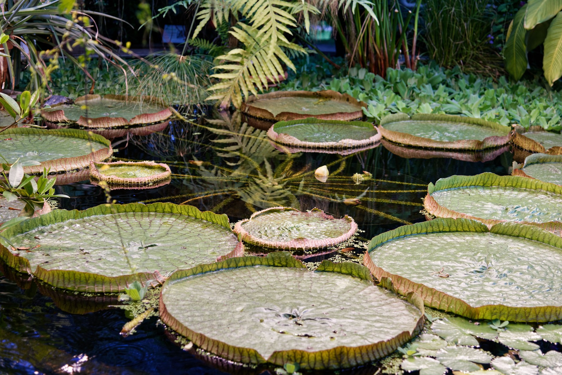 Lush pathways and towering tropical palms within Saint Vincent Botanical Gardens