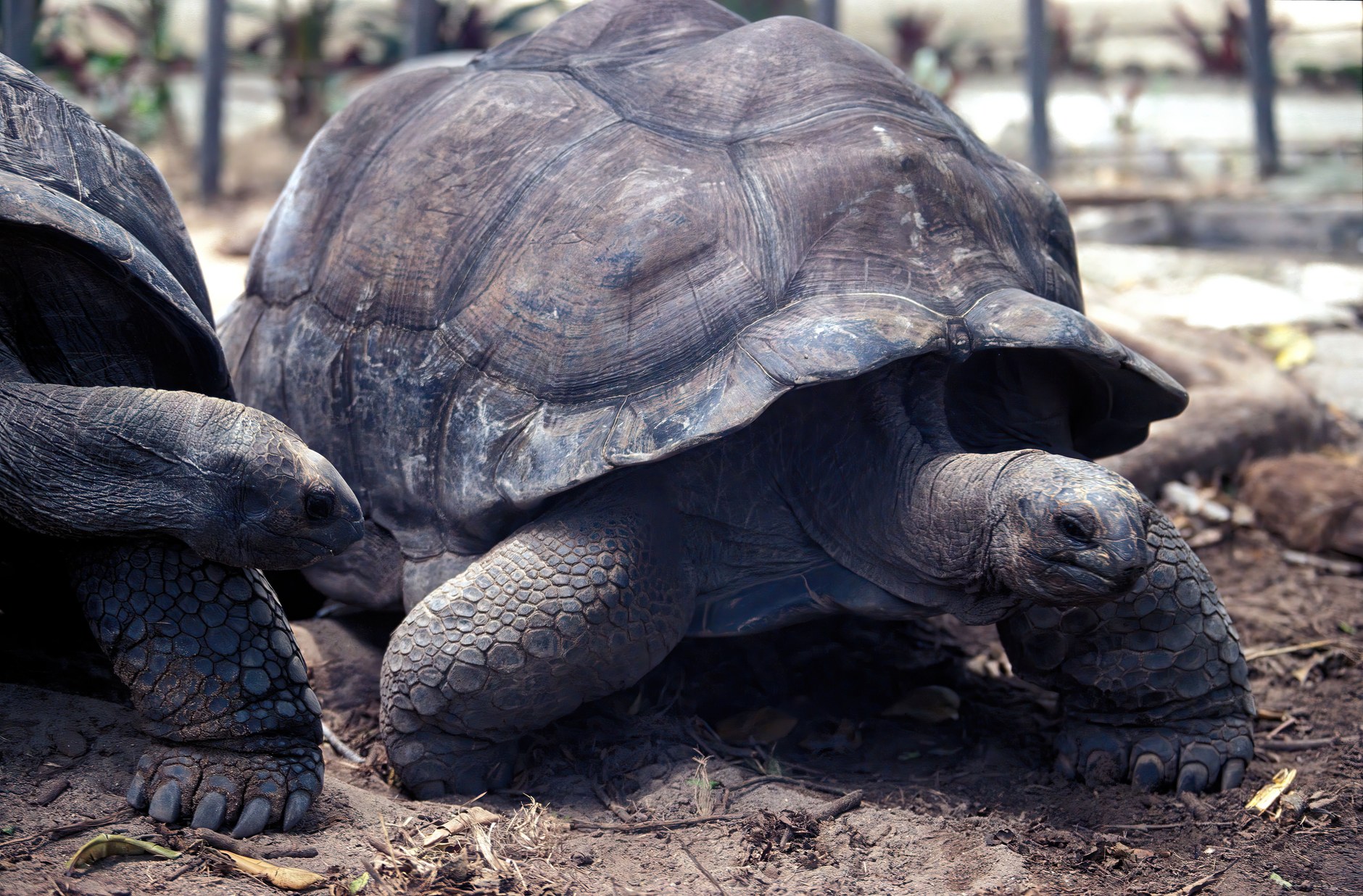 Native Aldabra giant tortoises grazing peacefully among tropical greenery on La Digue