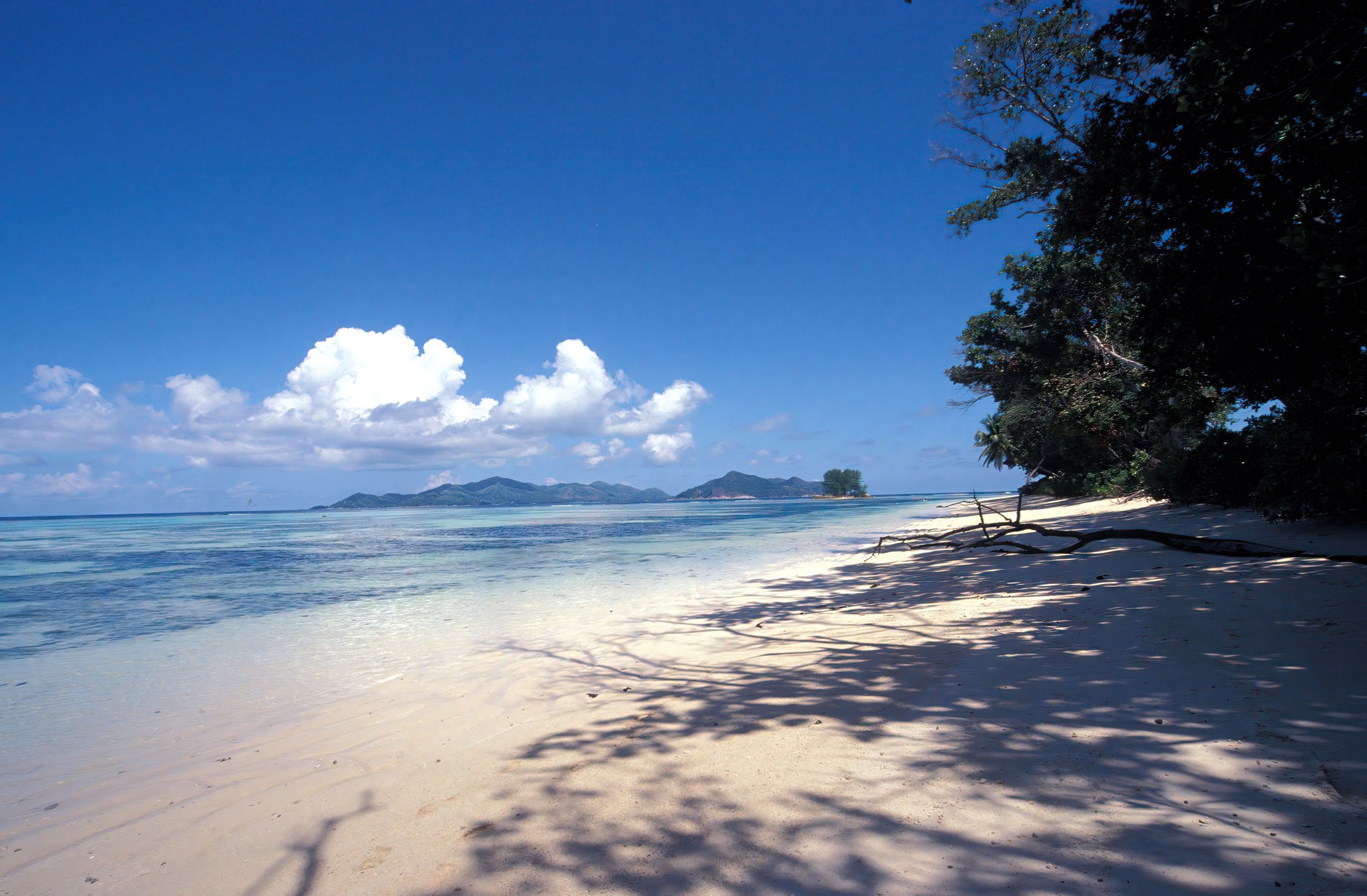 Untamed white sand beach on La Digue bordered by coconut palms and gentle Indian Ocean surf