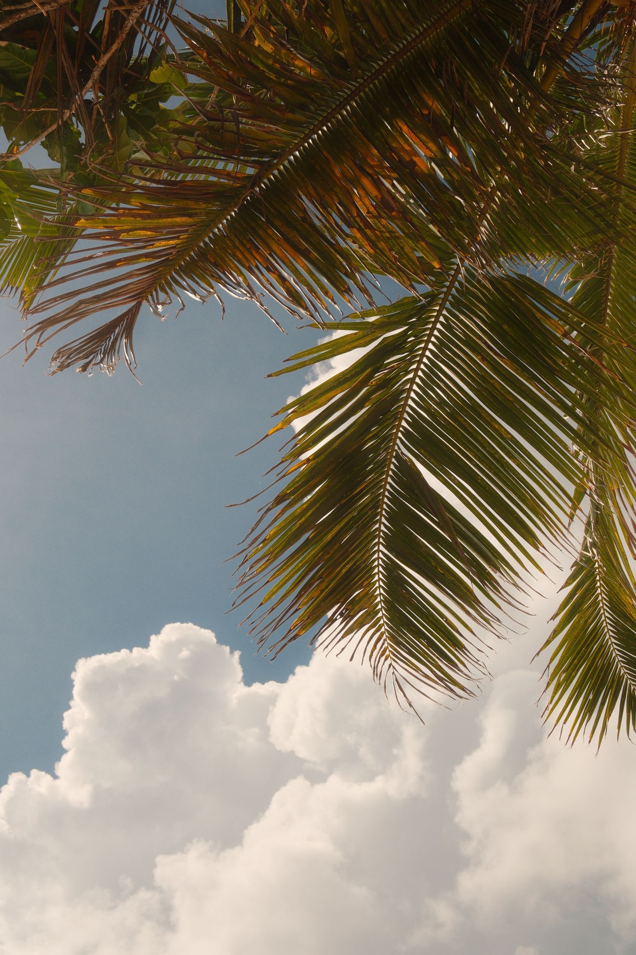 Lush tropical palm fronds and dense endemic forest canopy under a bright island sky on Praslin