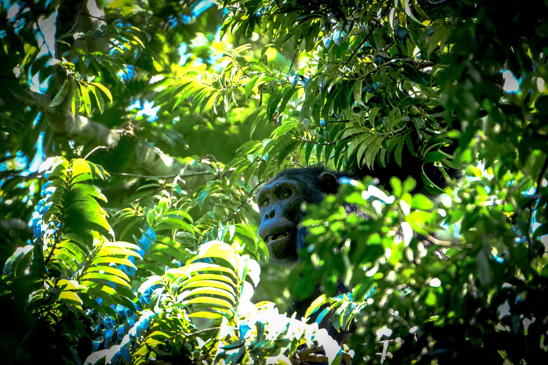 Rescued western chimpanzee resting among lush green rainforest trees at Tacugama Sanctuary