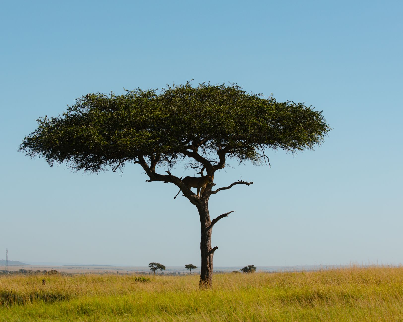 A solitary acacia tree standing on the expansive dry savanna plains of southern South Sudan