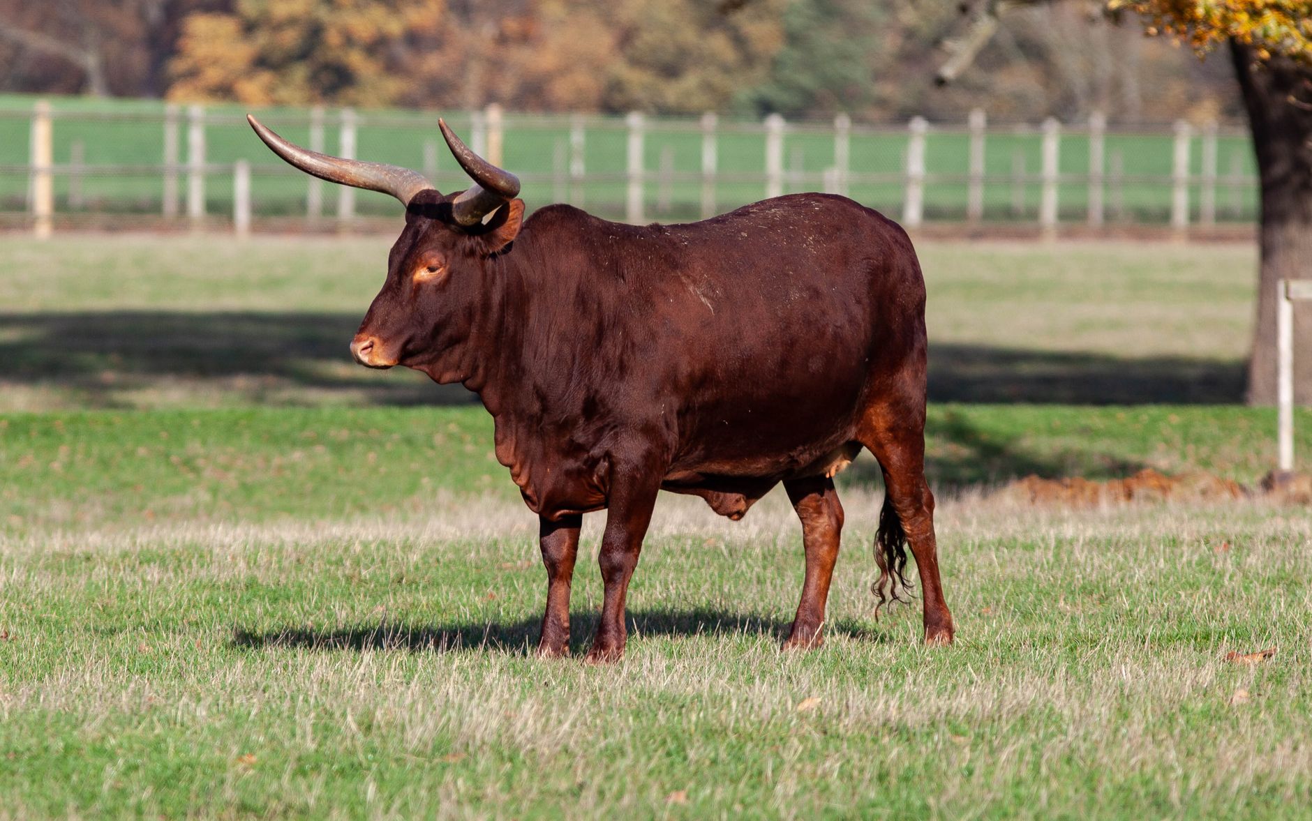 Majestic Ankole-Watusi bull showcasing colossal sweeping white horns in the East African savanna