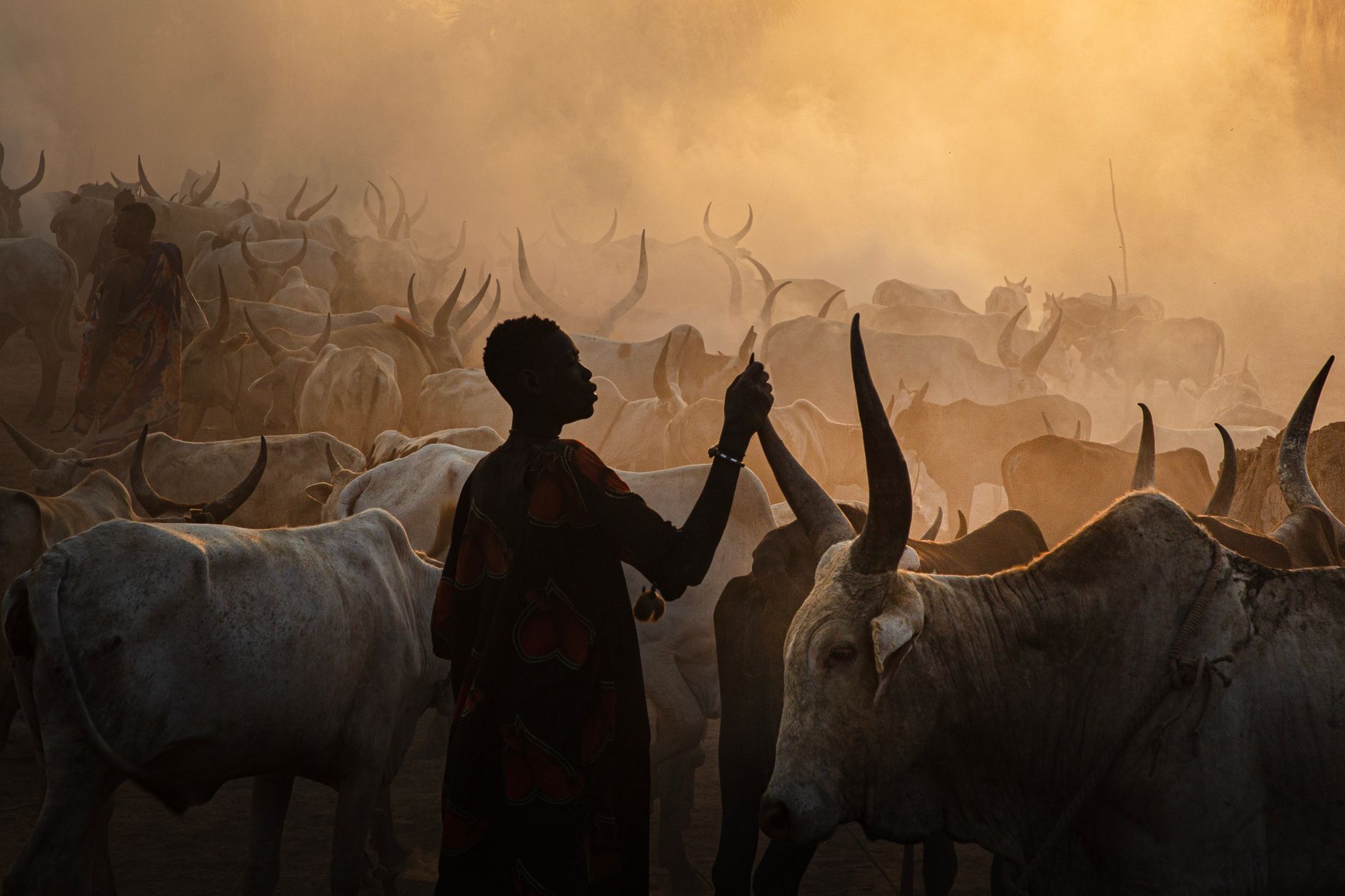 Silhouetted cattle herders and long-horned cattle against the glowing amber sky of an evening cattle camp