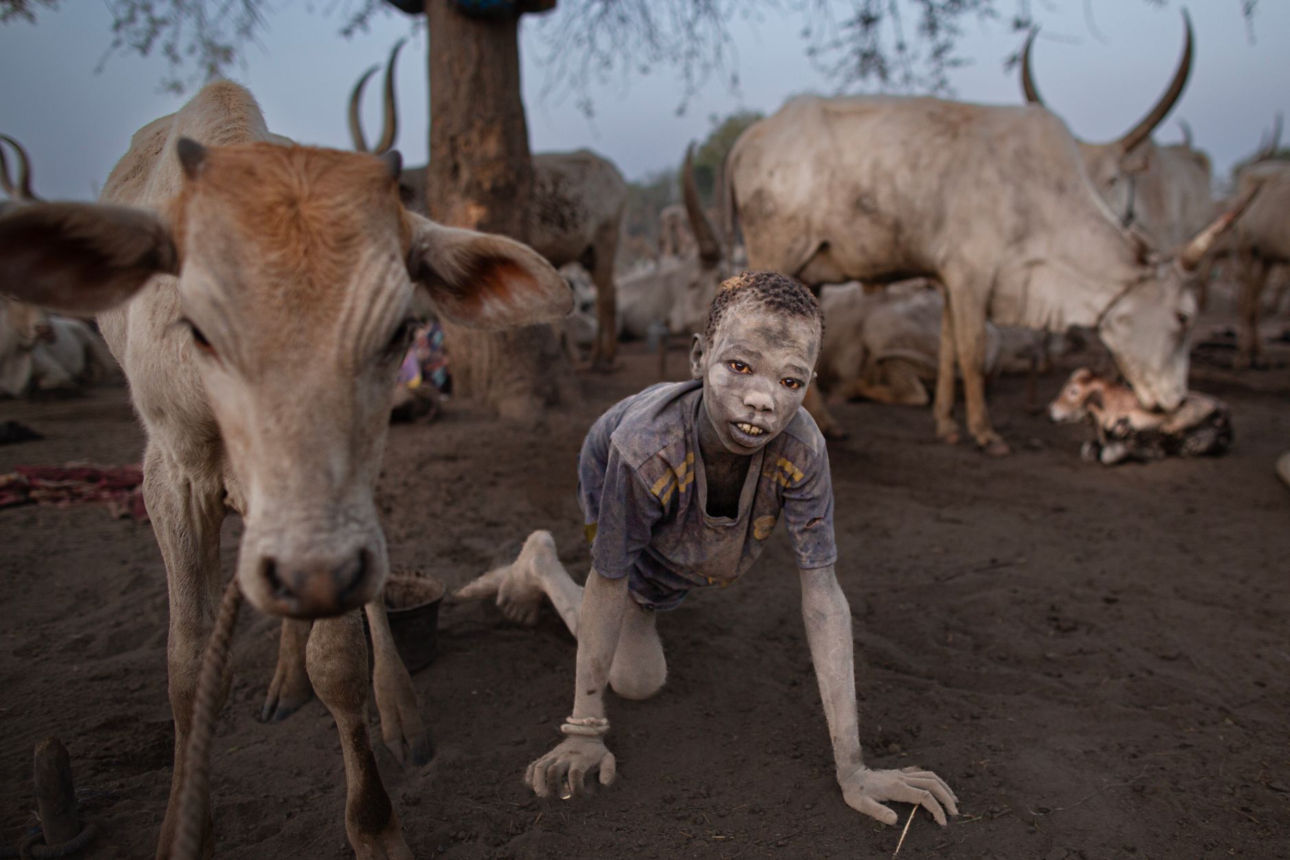 Young Mundari pastoralist covered in protective white cow-dung ash standing beside long-horned cattle