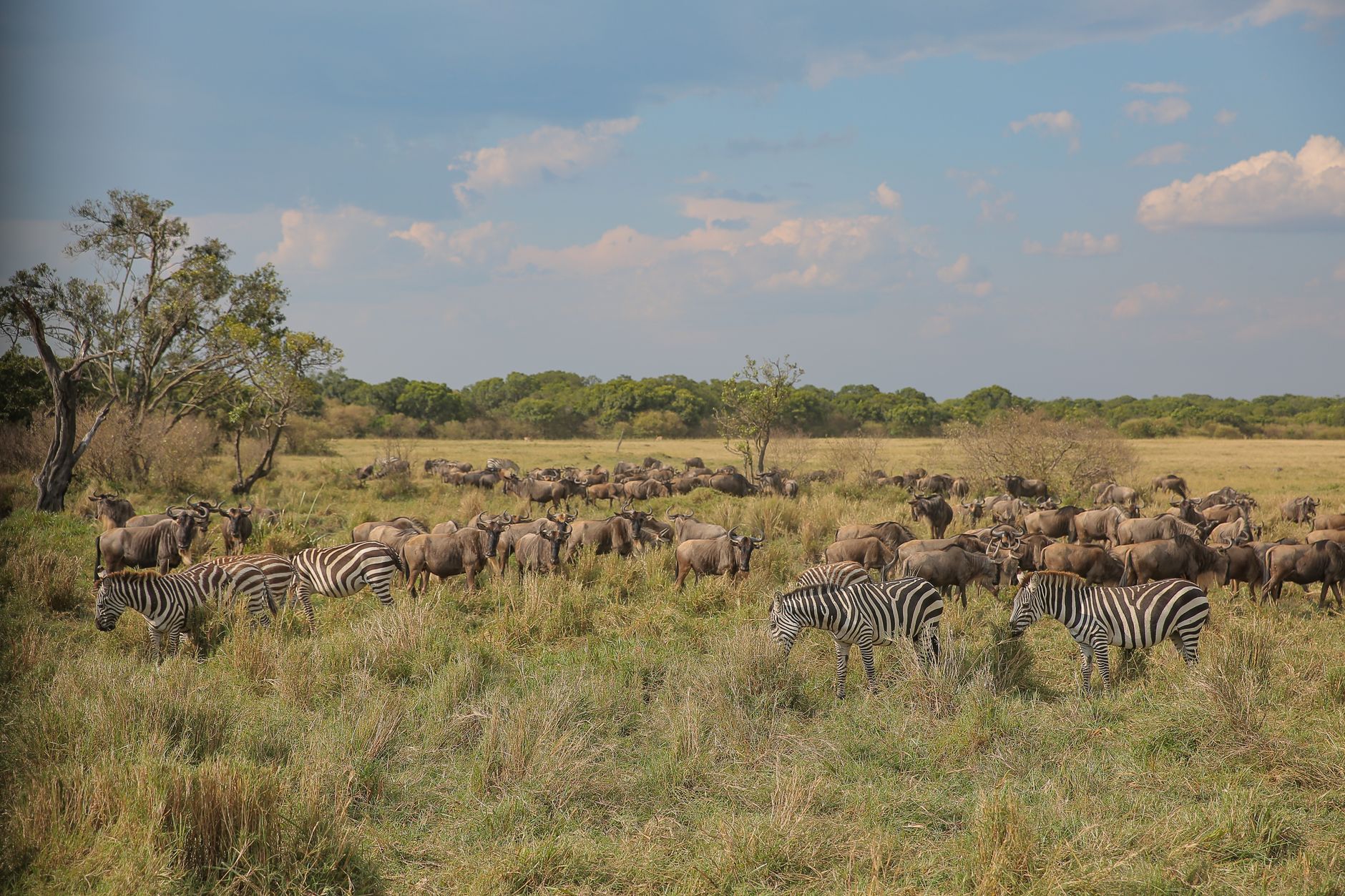 Large herds of antelope and wildlife migrating across the vast grasslands of the South Sudanese savanna