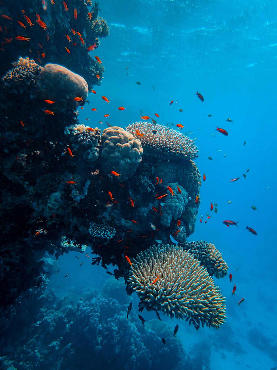 Vivid marine coral reef ecosystem and schools of tropical fish in the Sudanese Red Sea