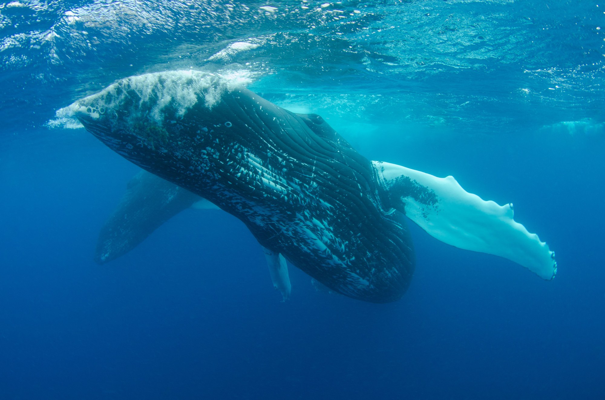 Humpback whale swimming in clear deep blue ocean waters