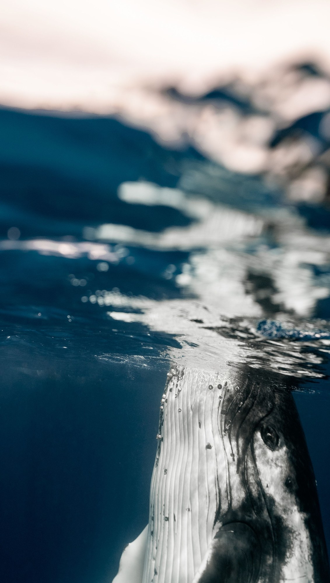 Humpback whale gliding peacefully through clear deep blue ocean water