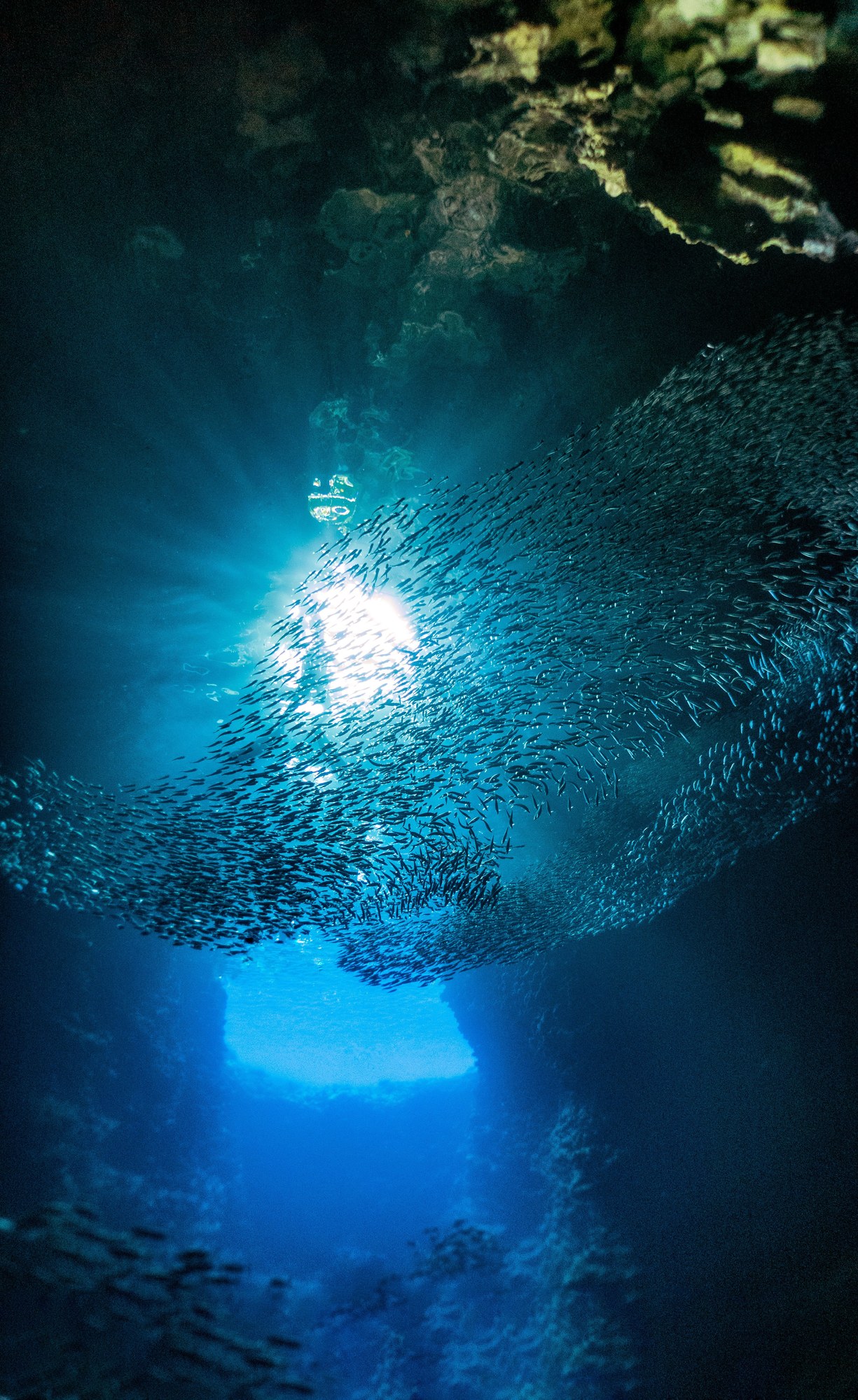School of fish swimming through sunbeams inside an underwater cave in Tonga